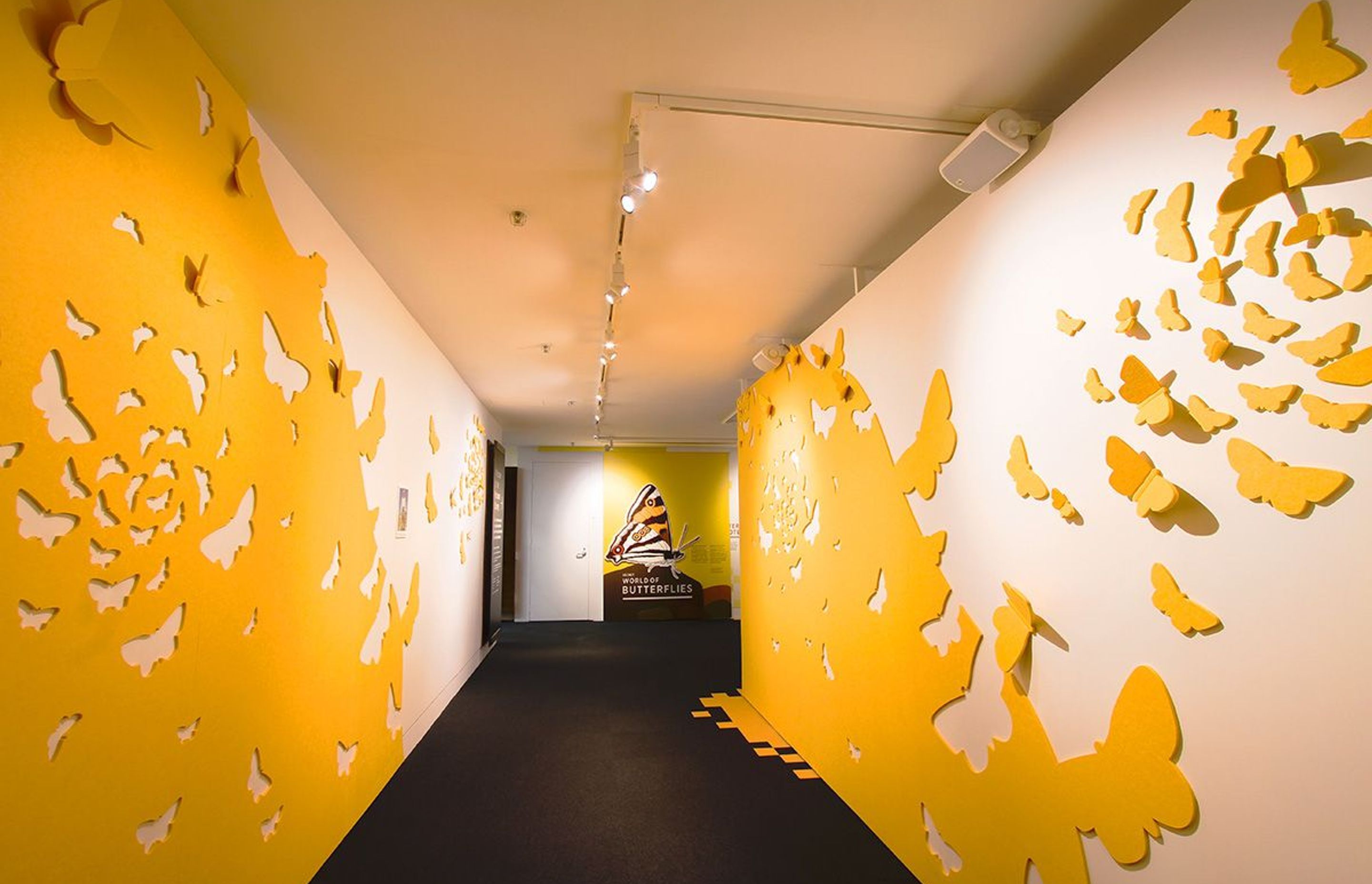 Auckland War Museum - Secret World Of Butterflies