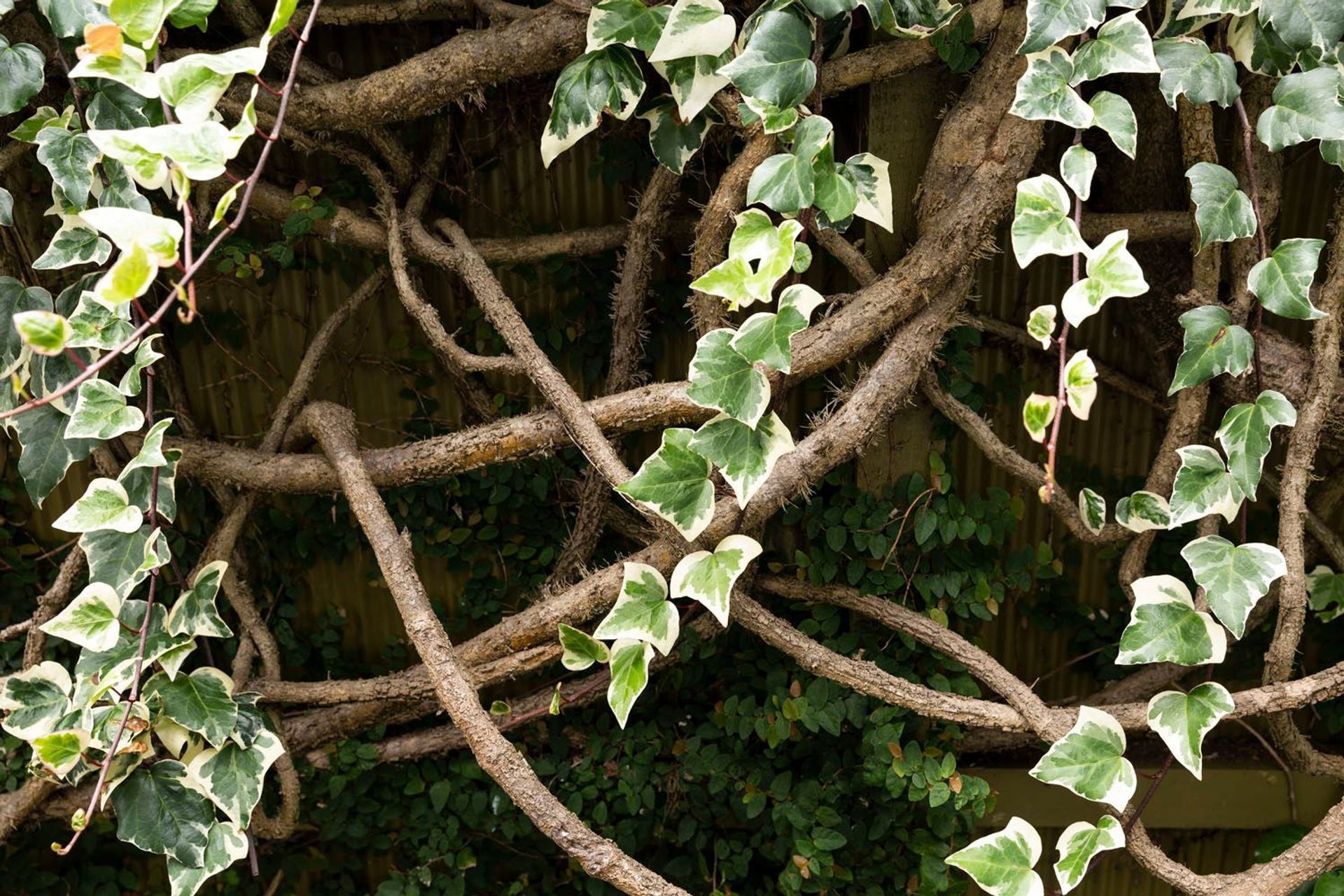 Divine Temple Clinic