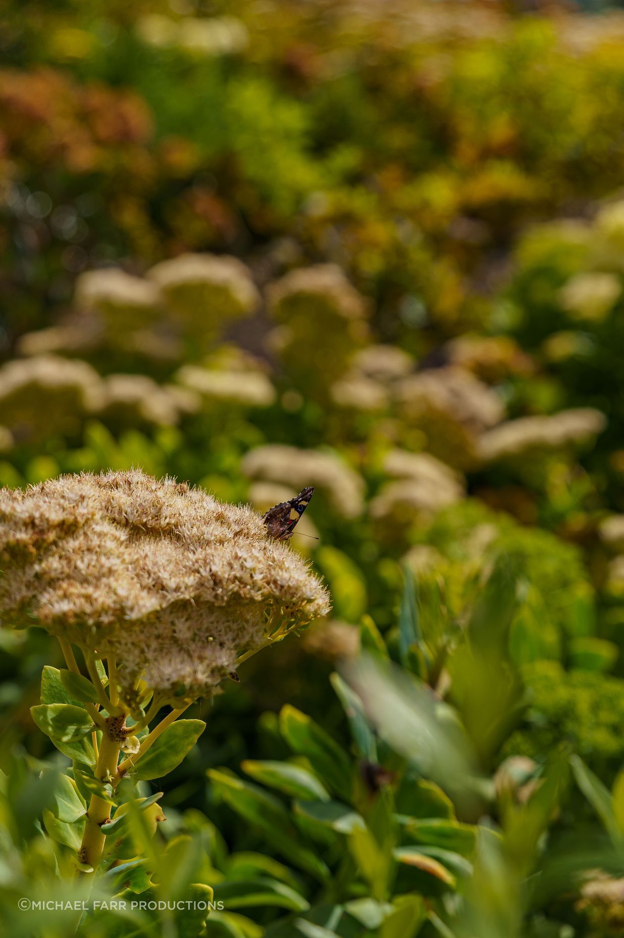 Coastal-Garden-Photographer-Michael-Farr-.jpg