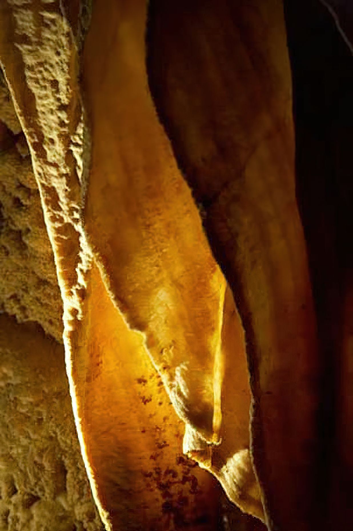 Ruakuri Cave