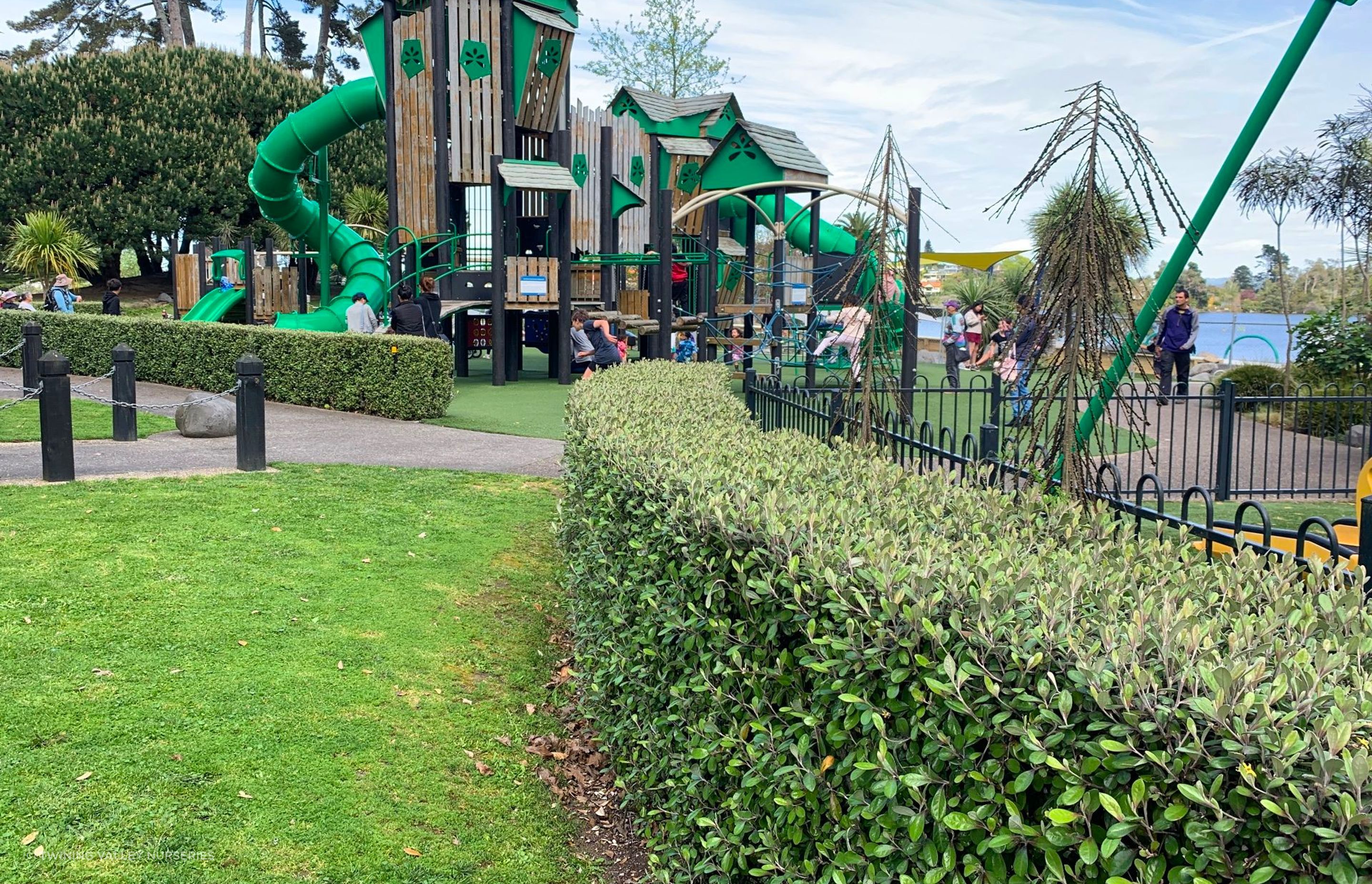Living Walls™ instant hedges - creating a natural safety barrier for the older children, and softening the fence line of the toddler space.