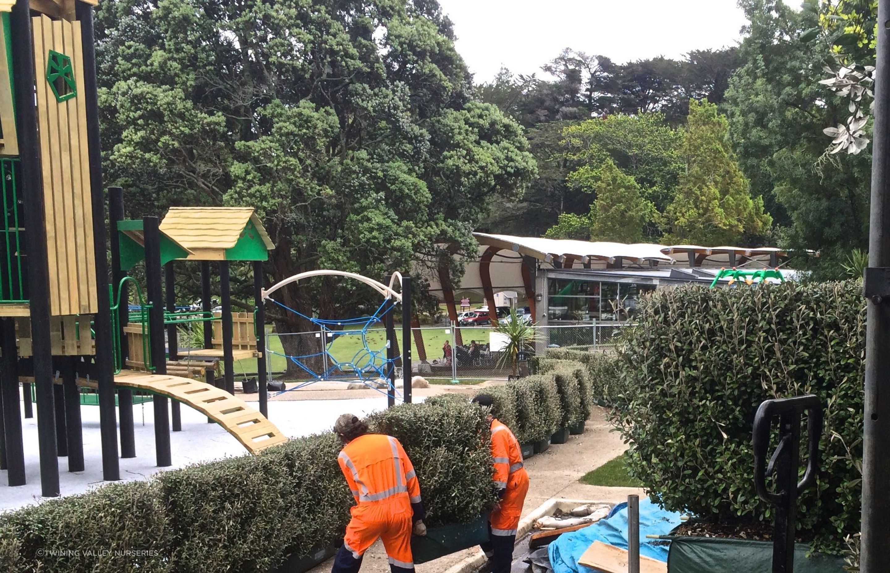 Adding the final touches. Living Walls™ instant hedges create a natural barrier between the playground and pedestrians.