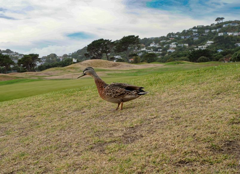 Miramar Golf Course – Course Works