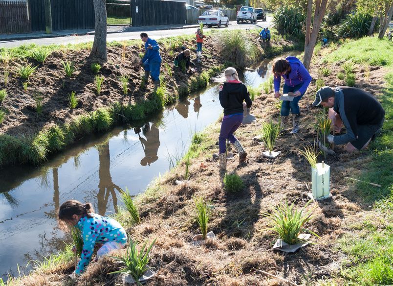 Shirley Stream revegetation