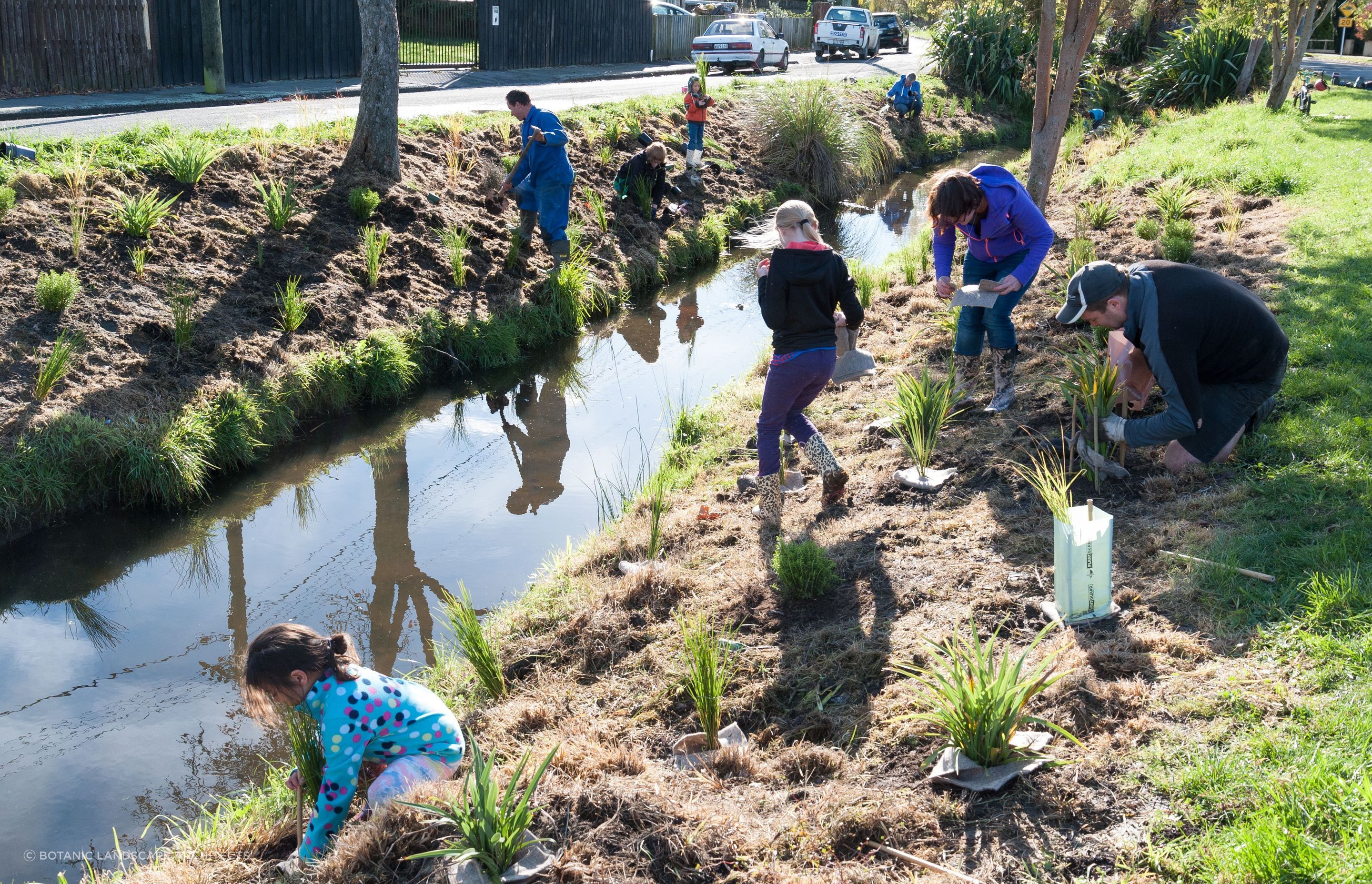 Shirley Stream revegetation