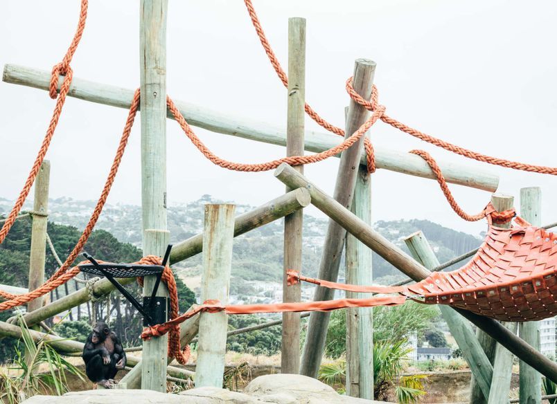 Wellington Zoo Chimps Enclosure