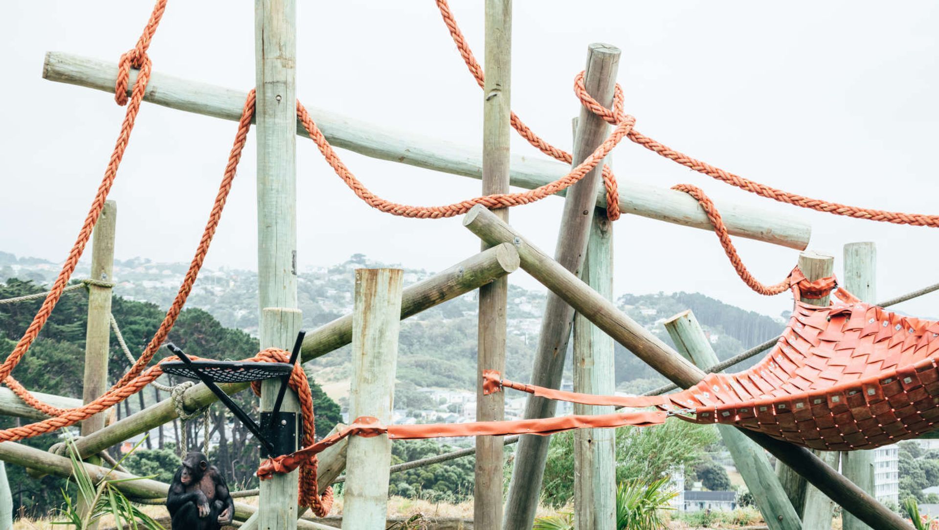 Wellington Zoo Chimps Enclosure banner