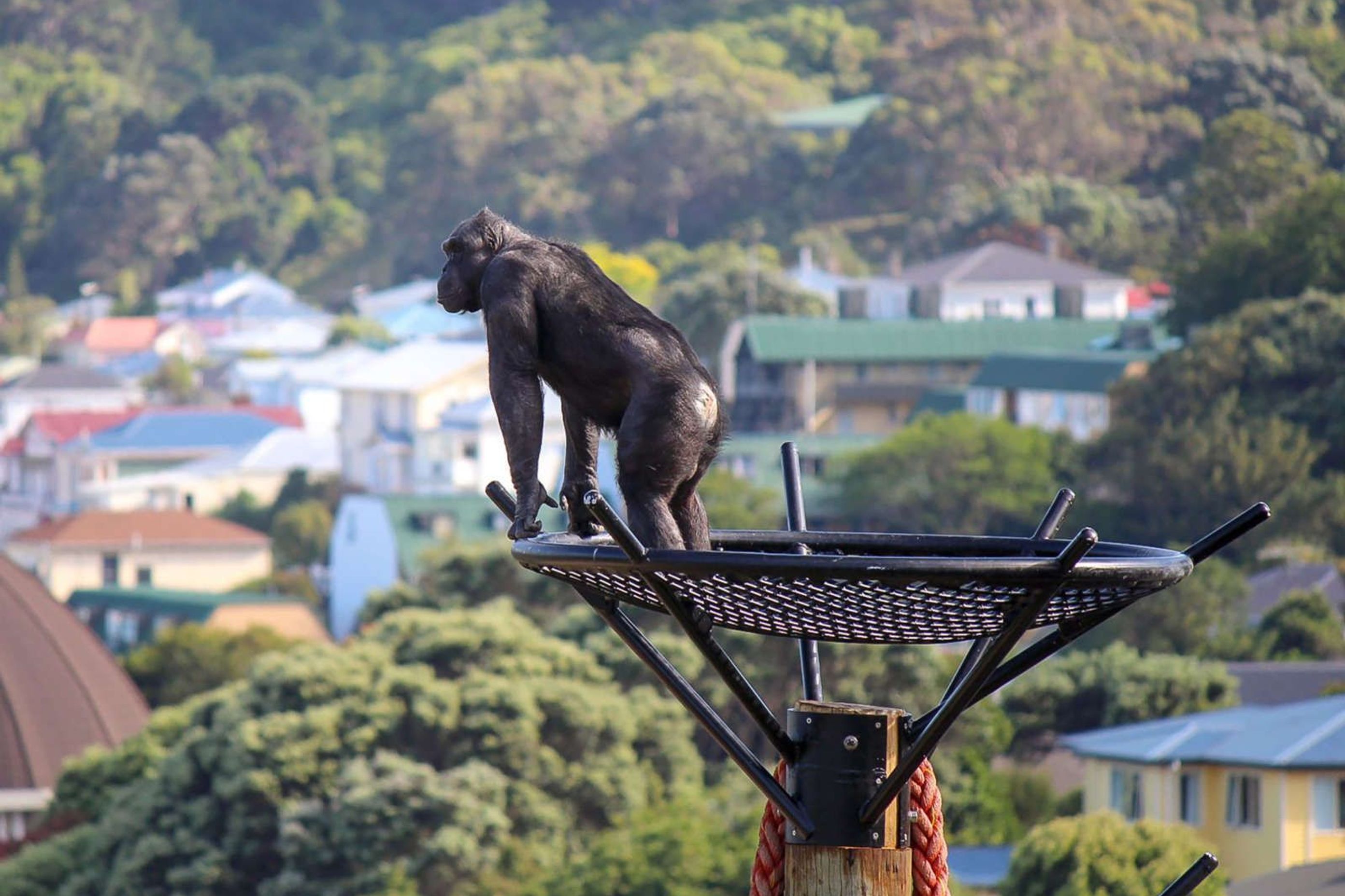 Wellington Zoo Chimps Enclosure