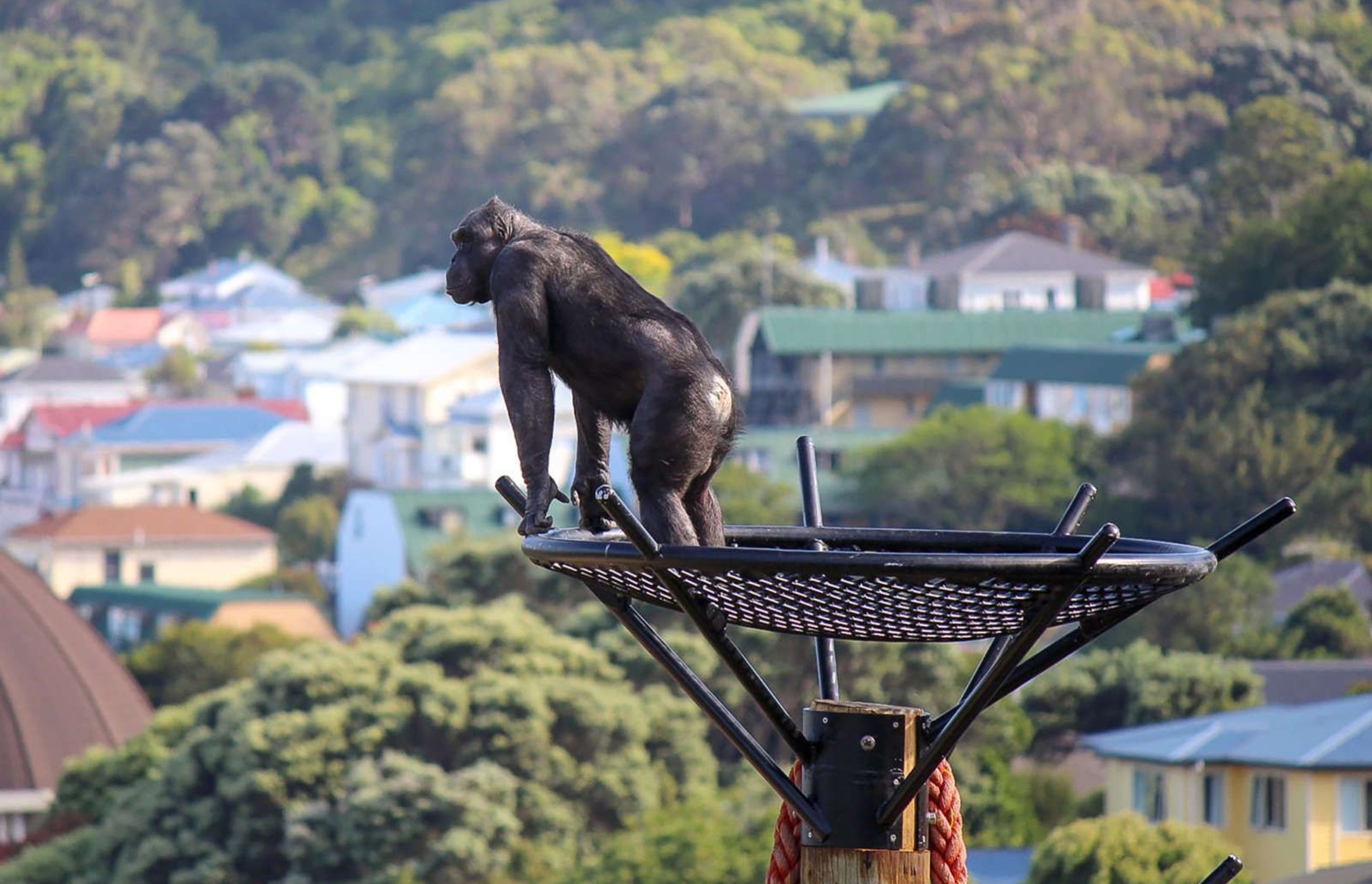 Wellington Zoo Chimps Enclosure