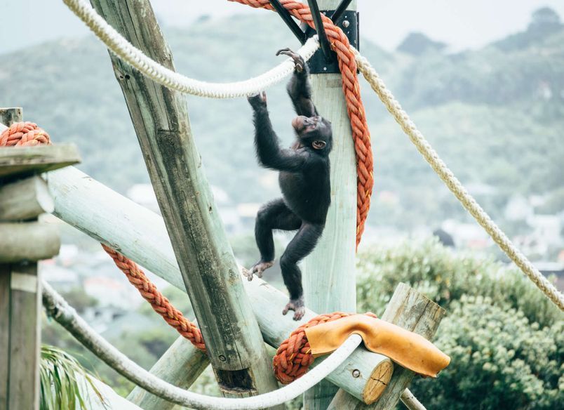 Wellington Zoo Chimps Enclosure