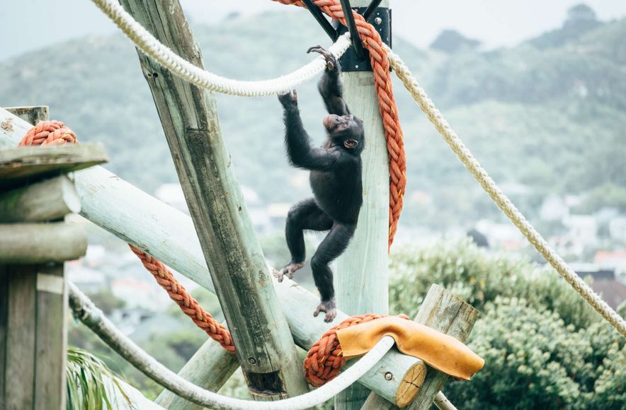 Wellington Zoo Chimps Enclosure