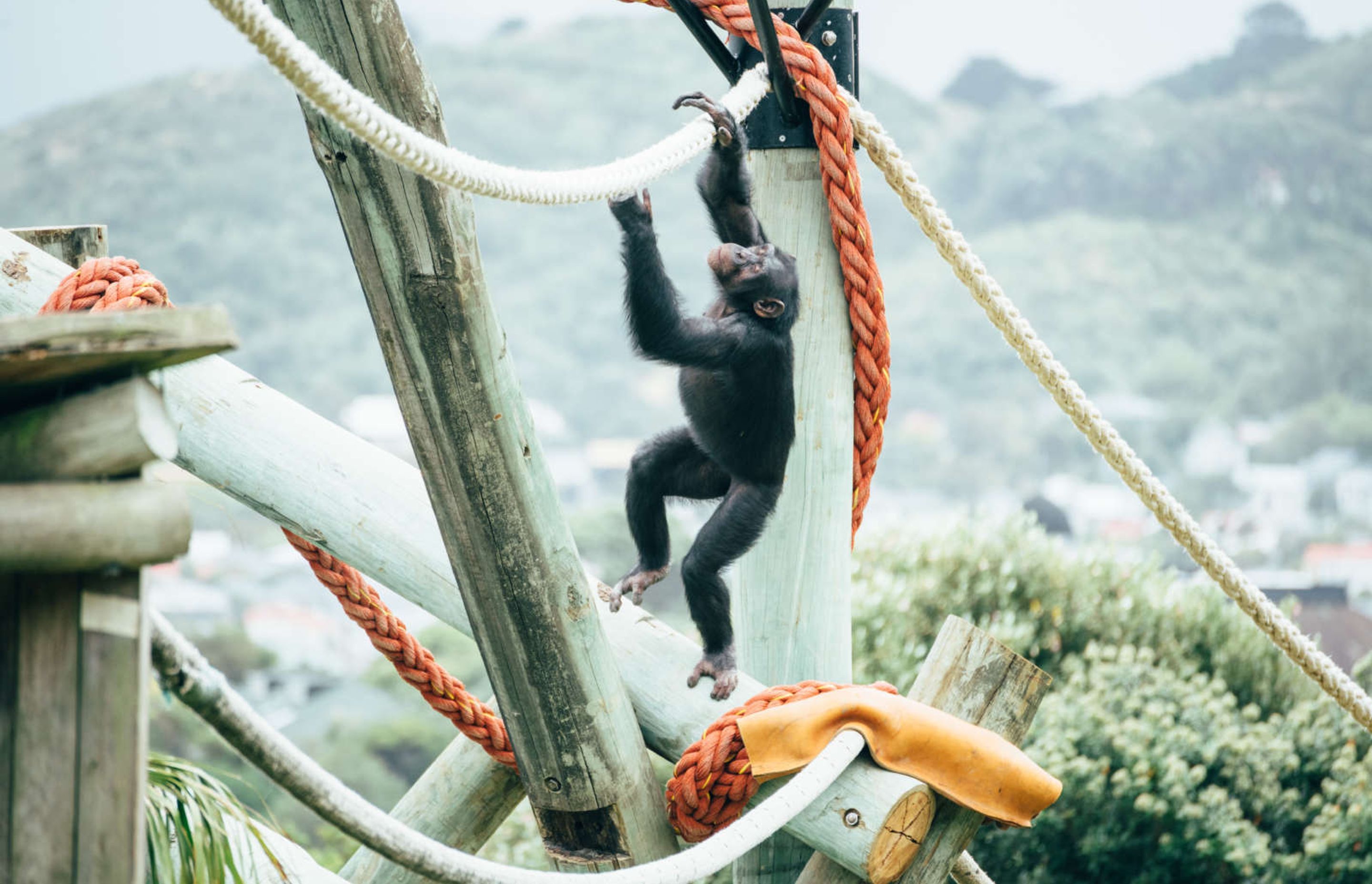 Wellington Zoo Chimps Enclosure