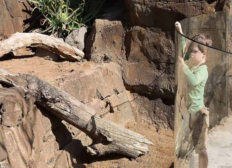 Auckland Zoo – Commercial Bent Glass