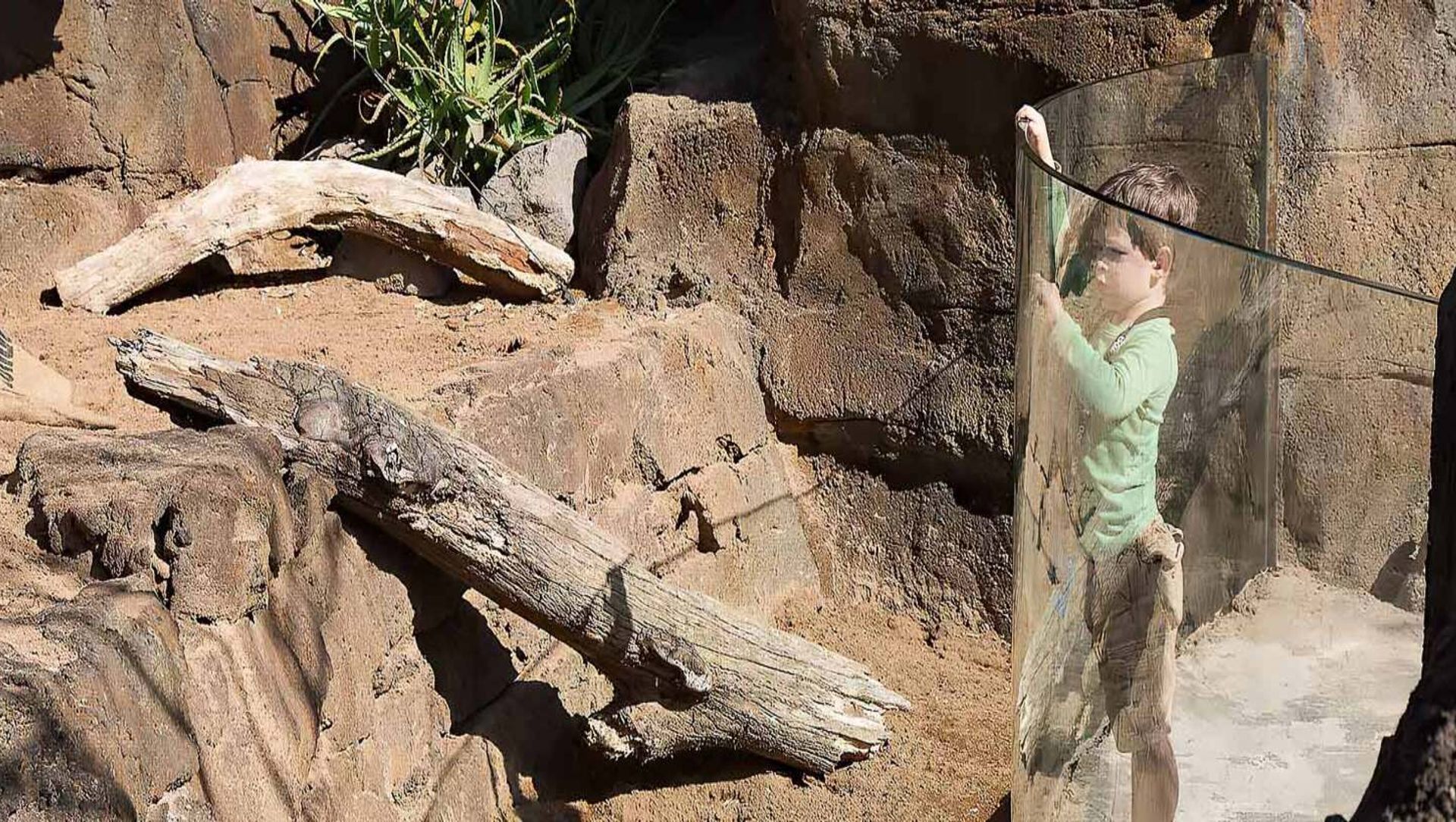 Auckland Zoo – Commercial Bent Glass banner