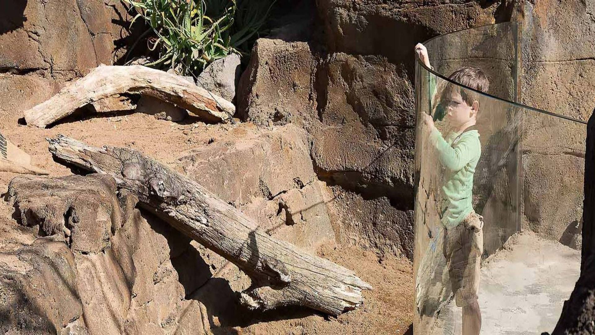Auckland Zoo – Commercial Bent Glass banner