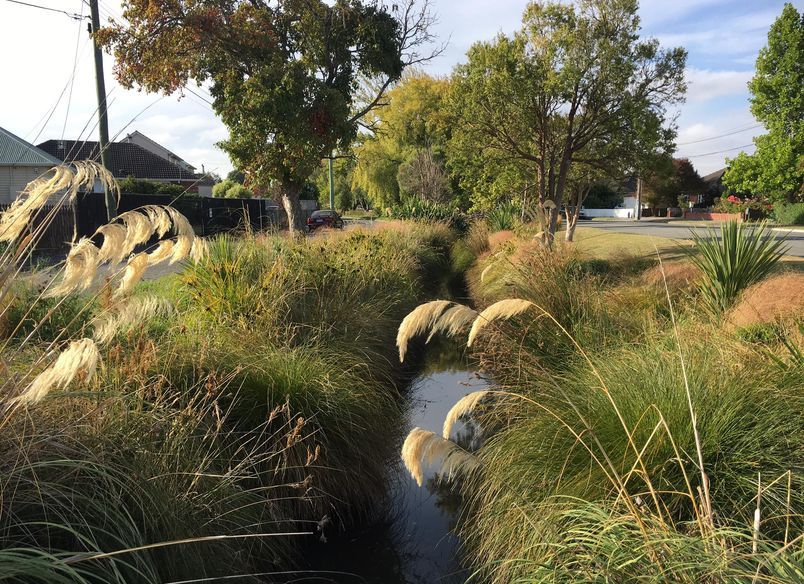 Shirley Stream revegetation