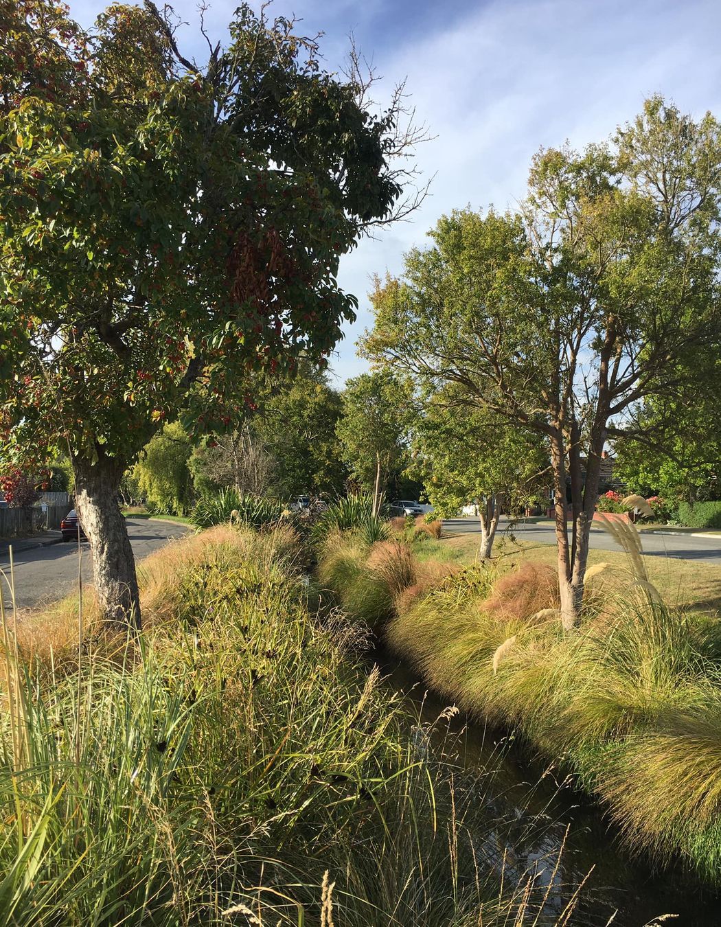 Shirley Stream revegetation