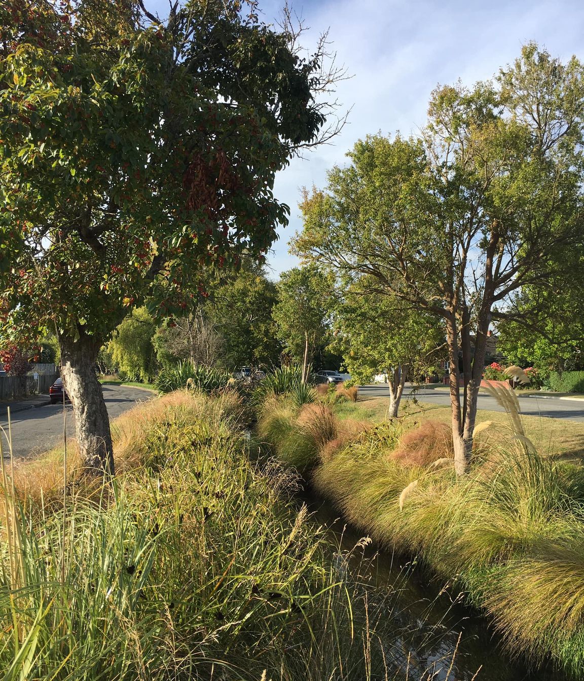 Shirley Stream revegetation