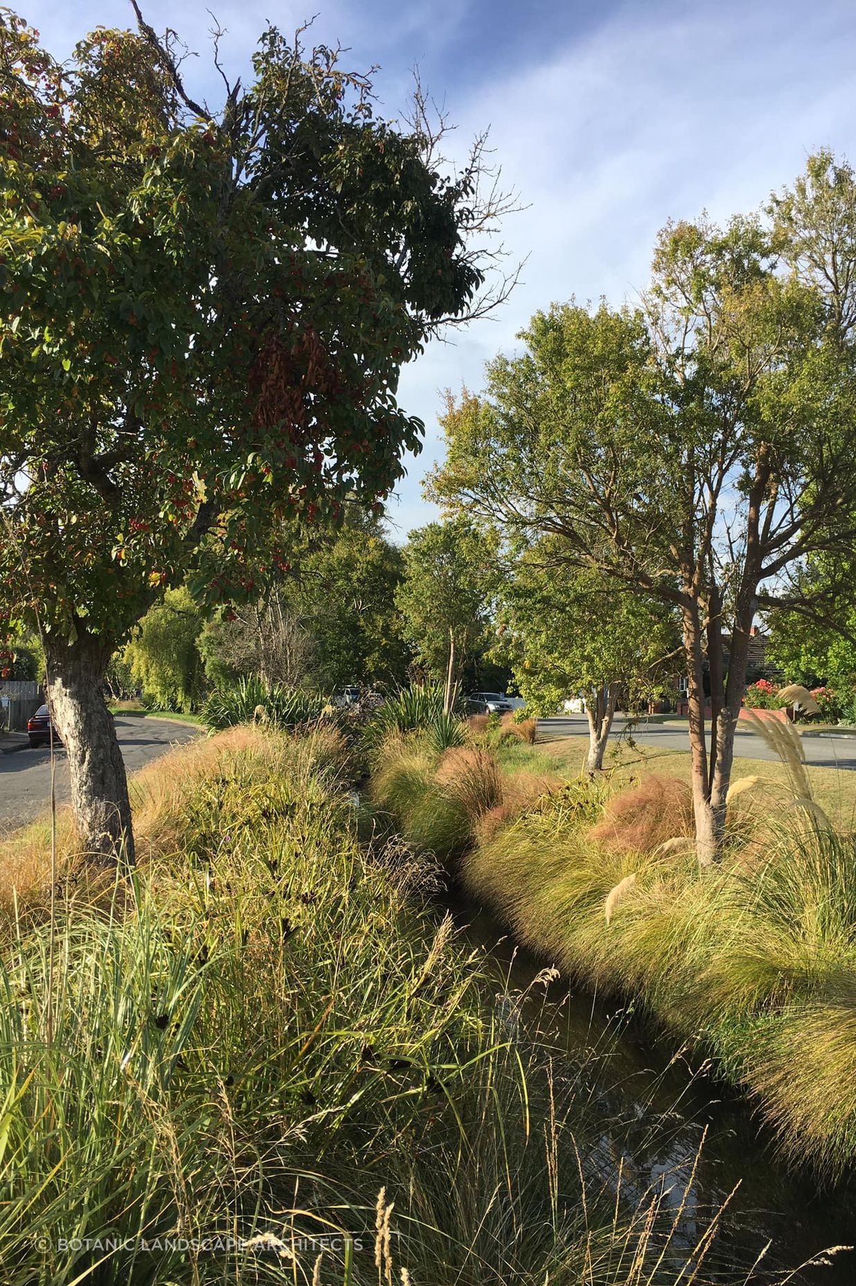 Shirley Stream revegetation