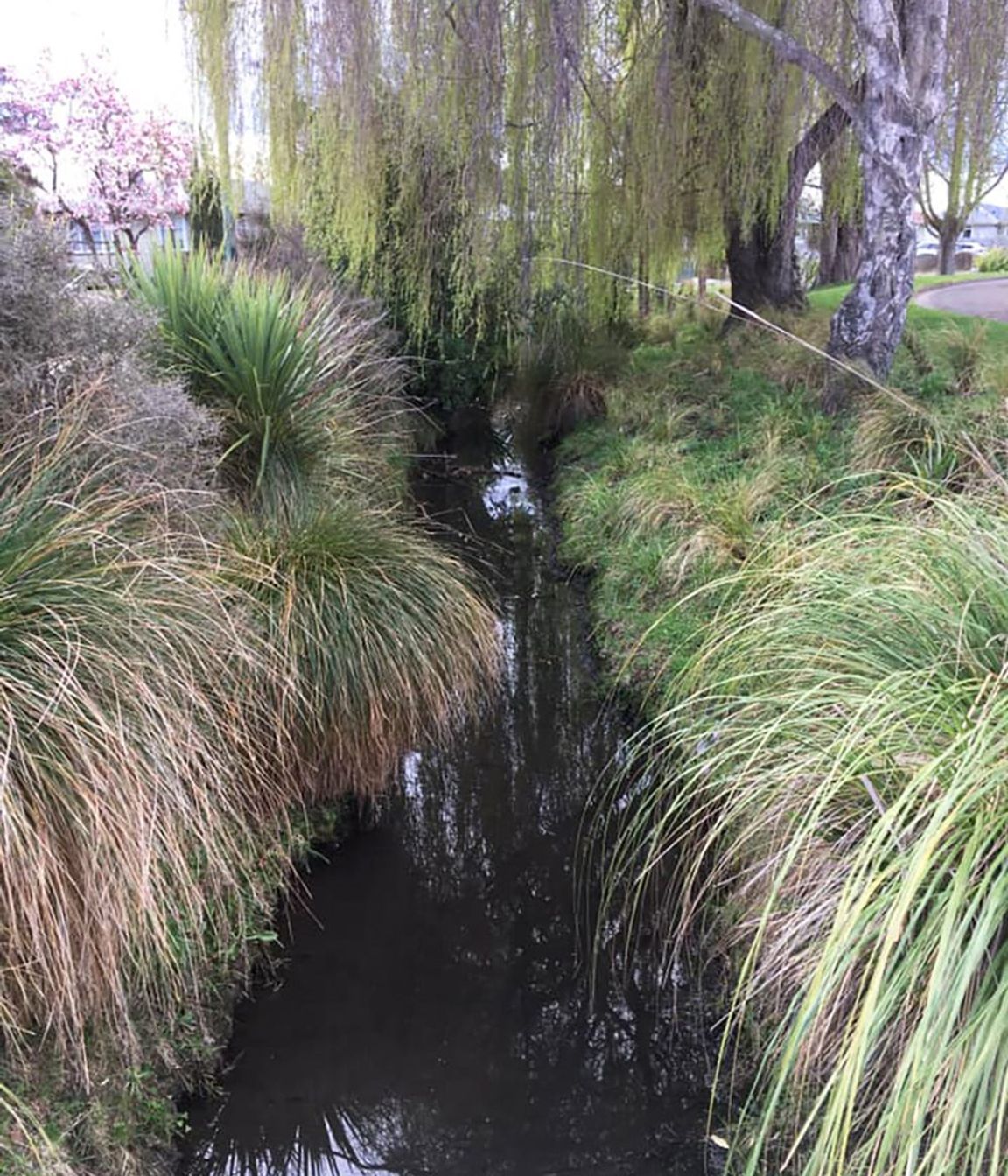 Shirley Stream revegetation