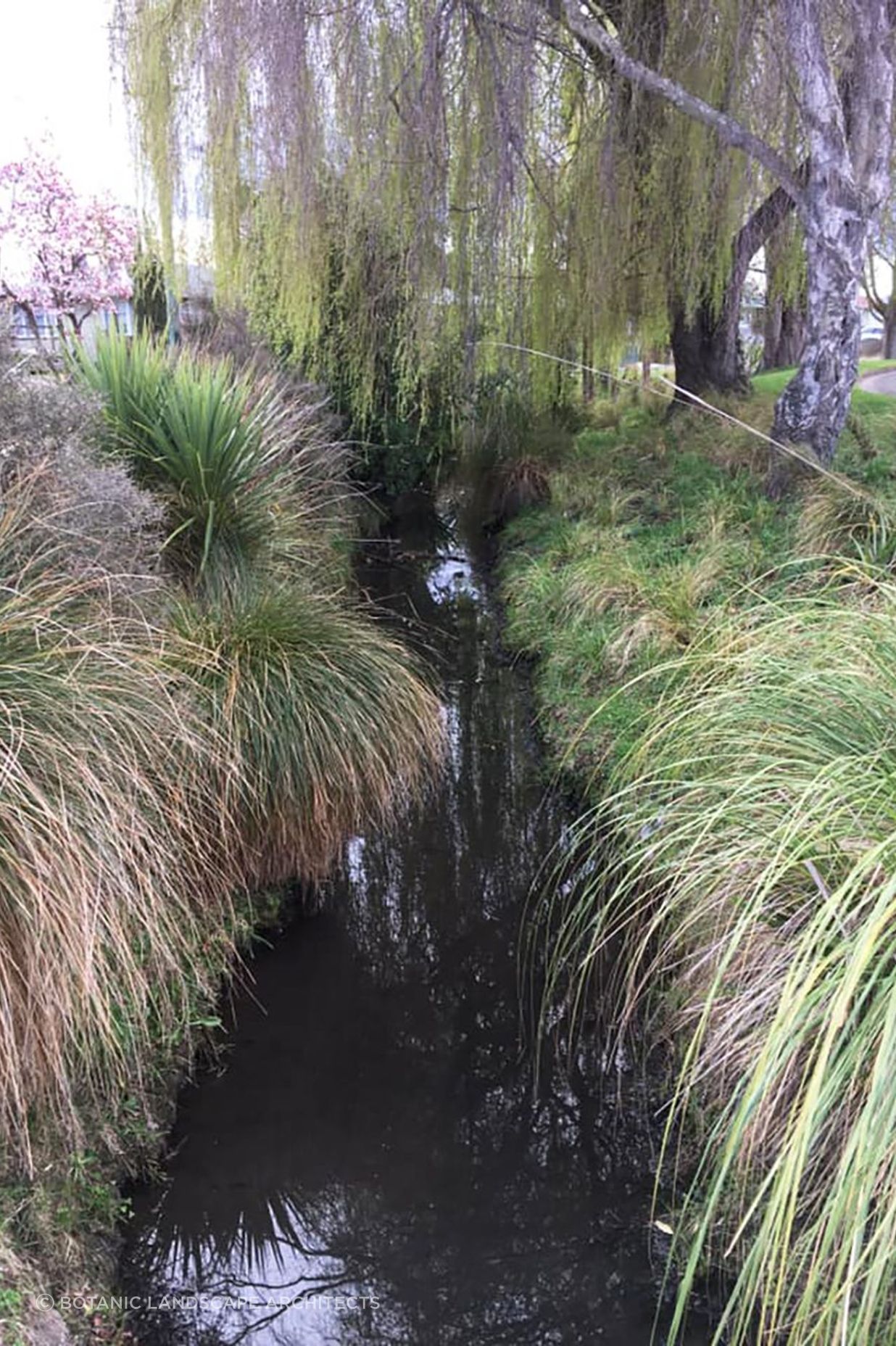 Shirley Stream revegetation