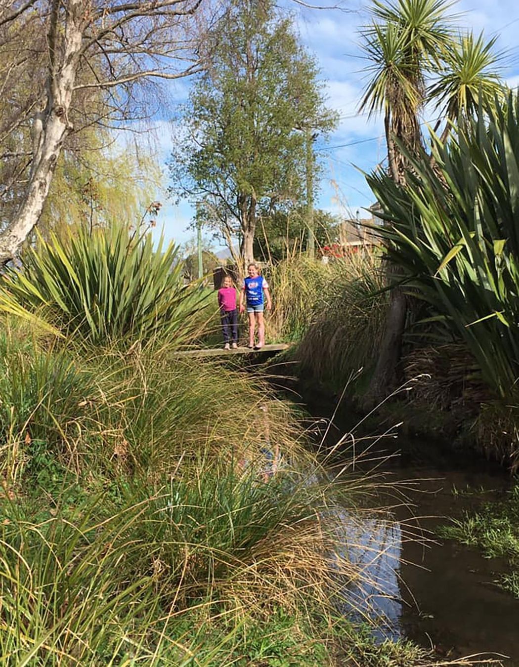 Shirley Stream revegetation