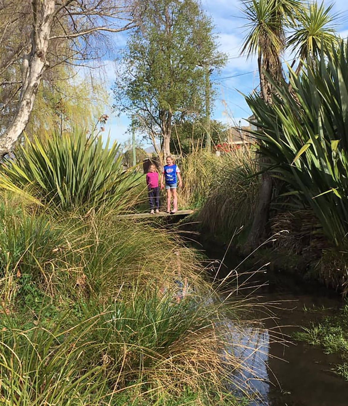 Shirley Stream revegetation