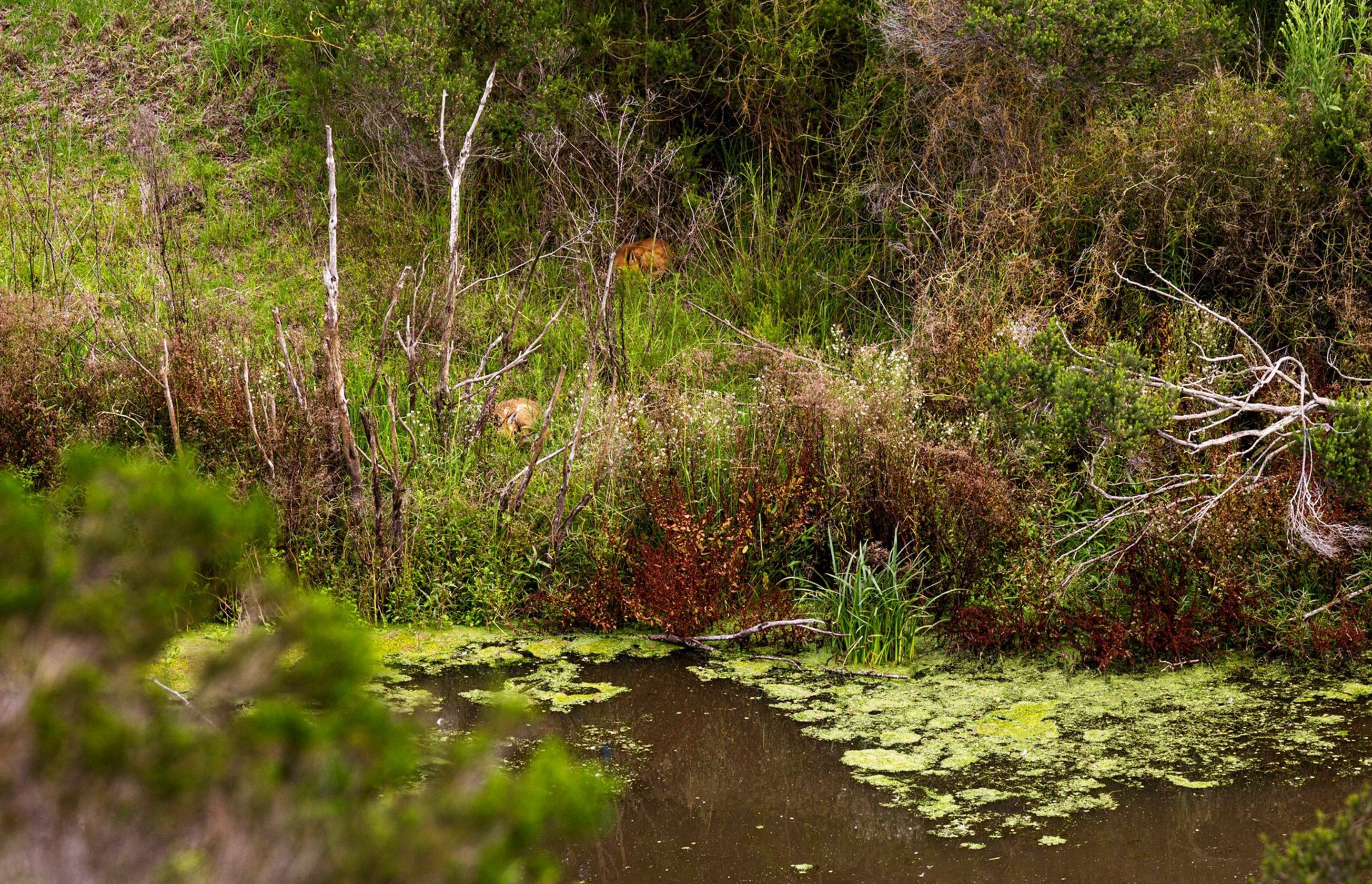 Metung Hot Springs