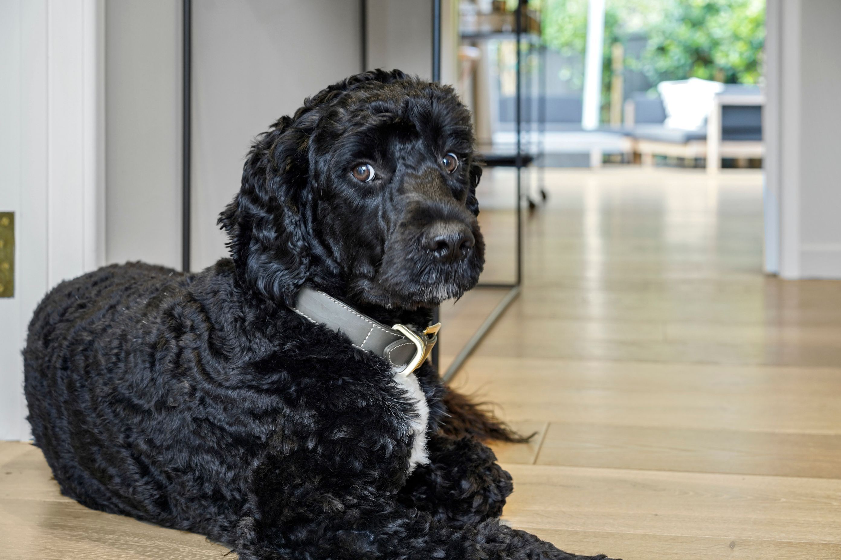 Even the dog knows this is the best spot in the house. This hallway was designed to feel open, warm, and welcoming, tail wags included.