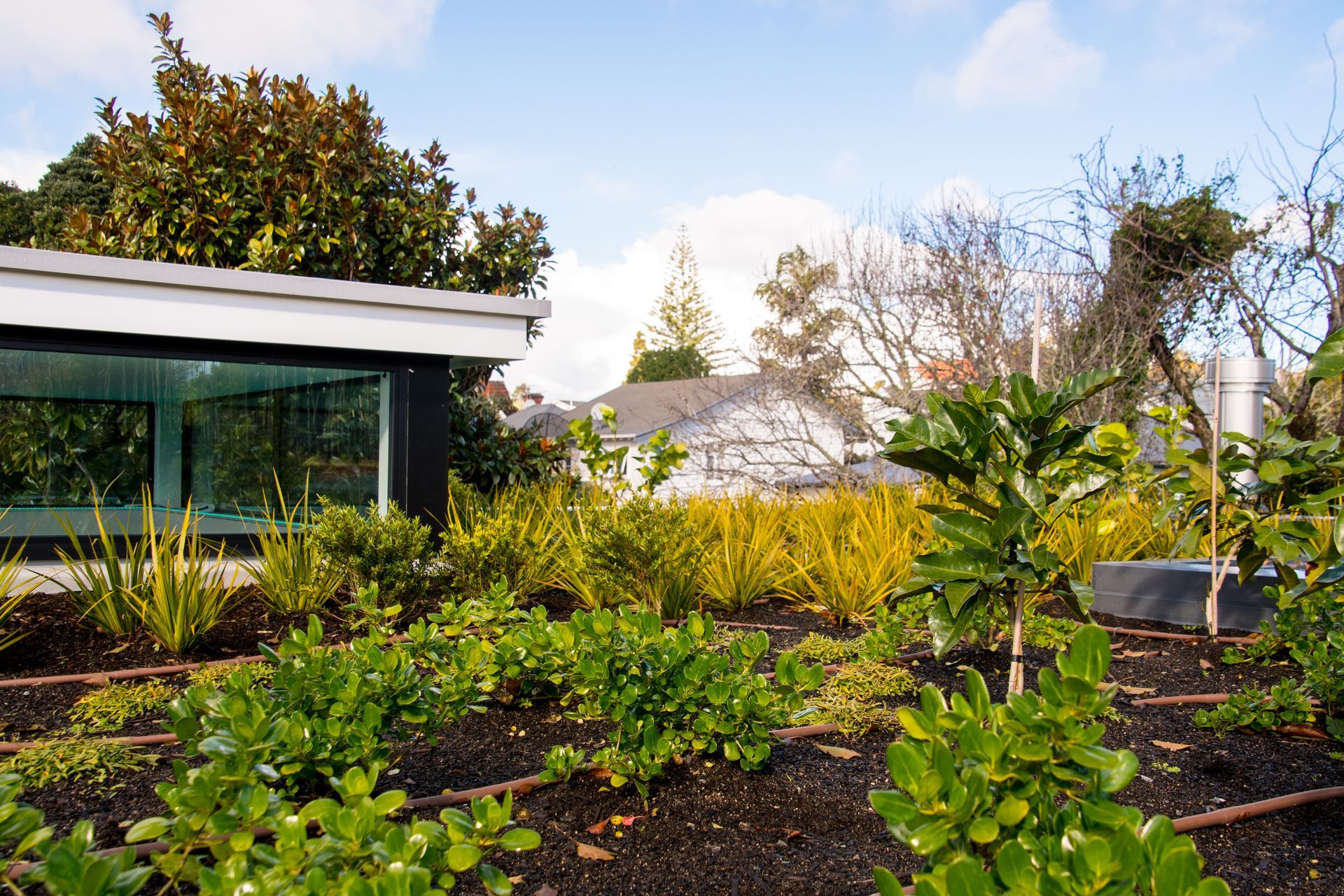 A considerably large green footprint has been left ... on the roof