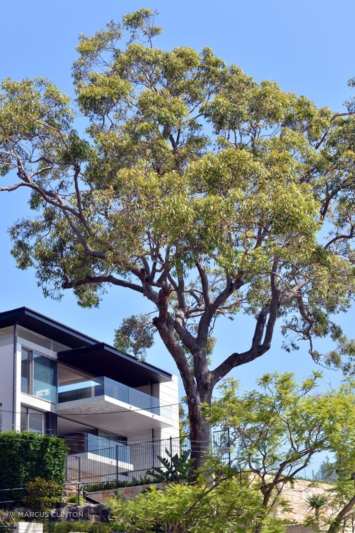 Mosman202.jpg