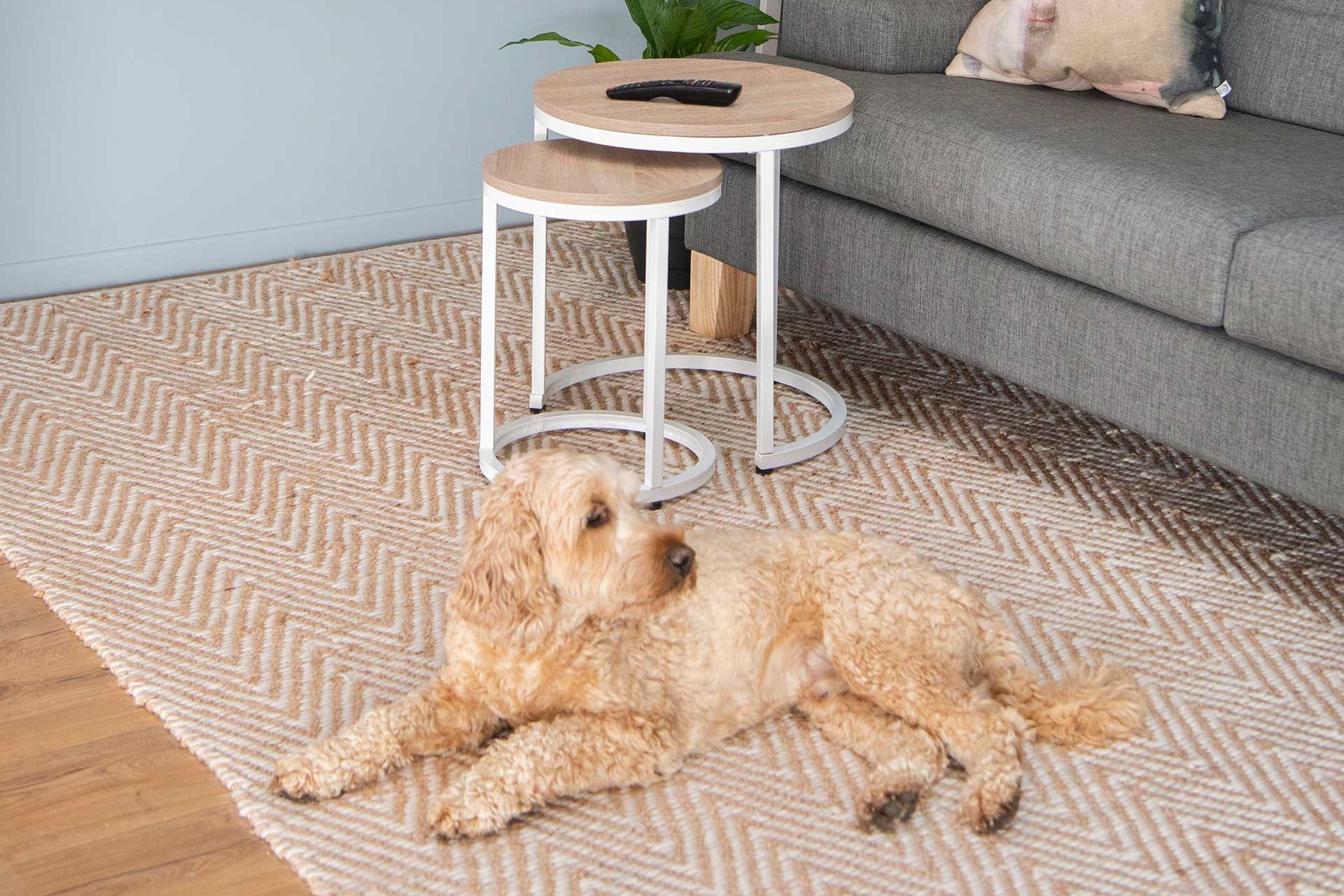 Ollie-on-rug.jpg