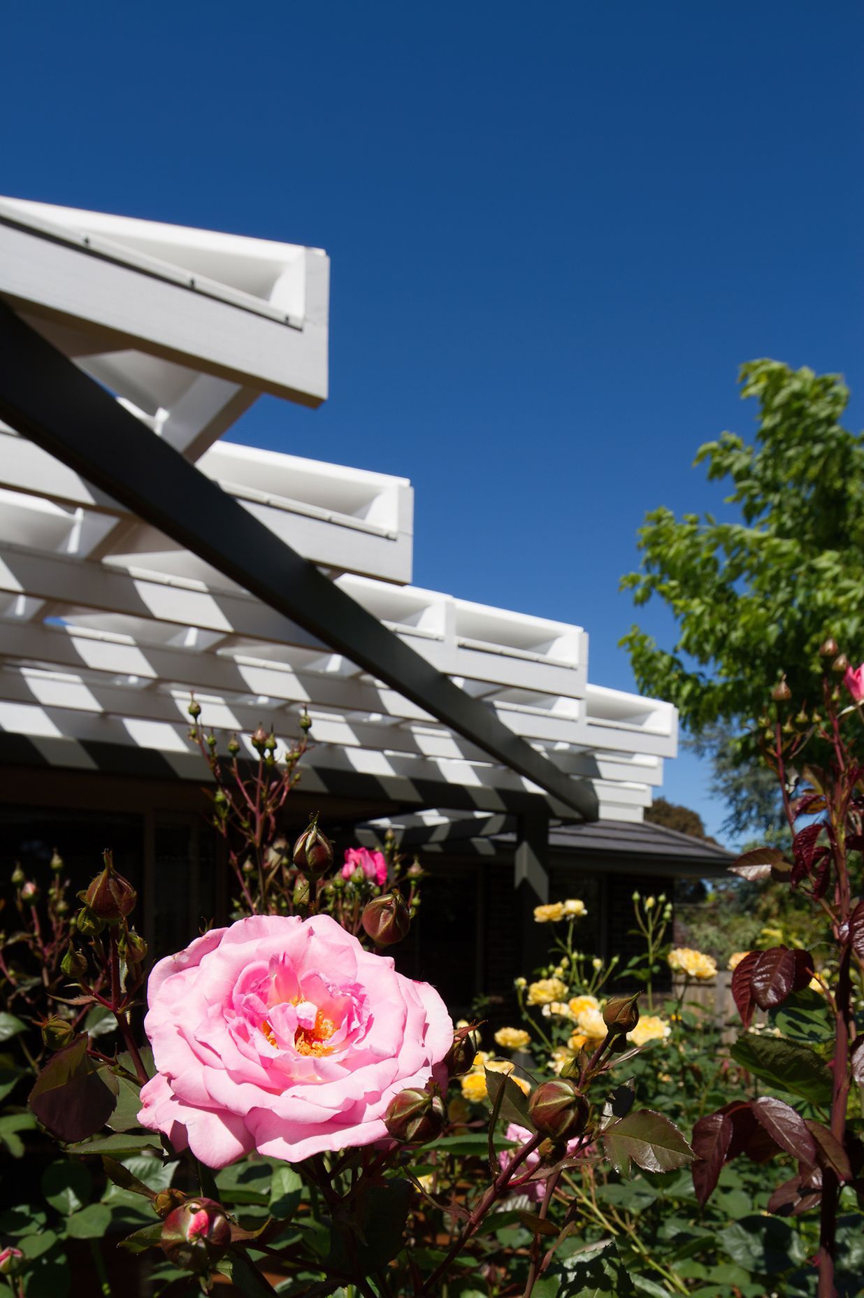 Rose Garden Origami