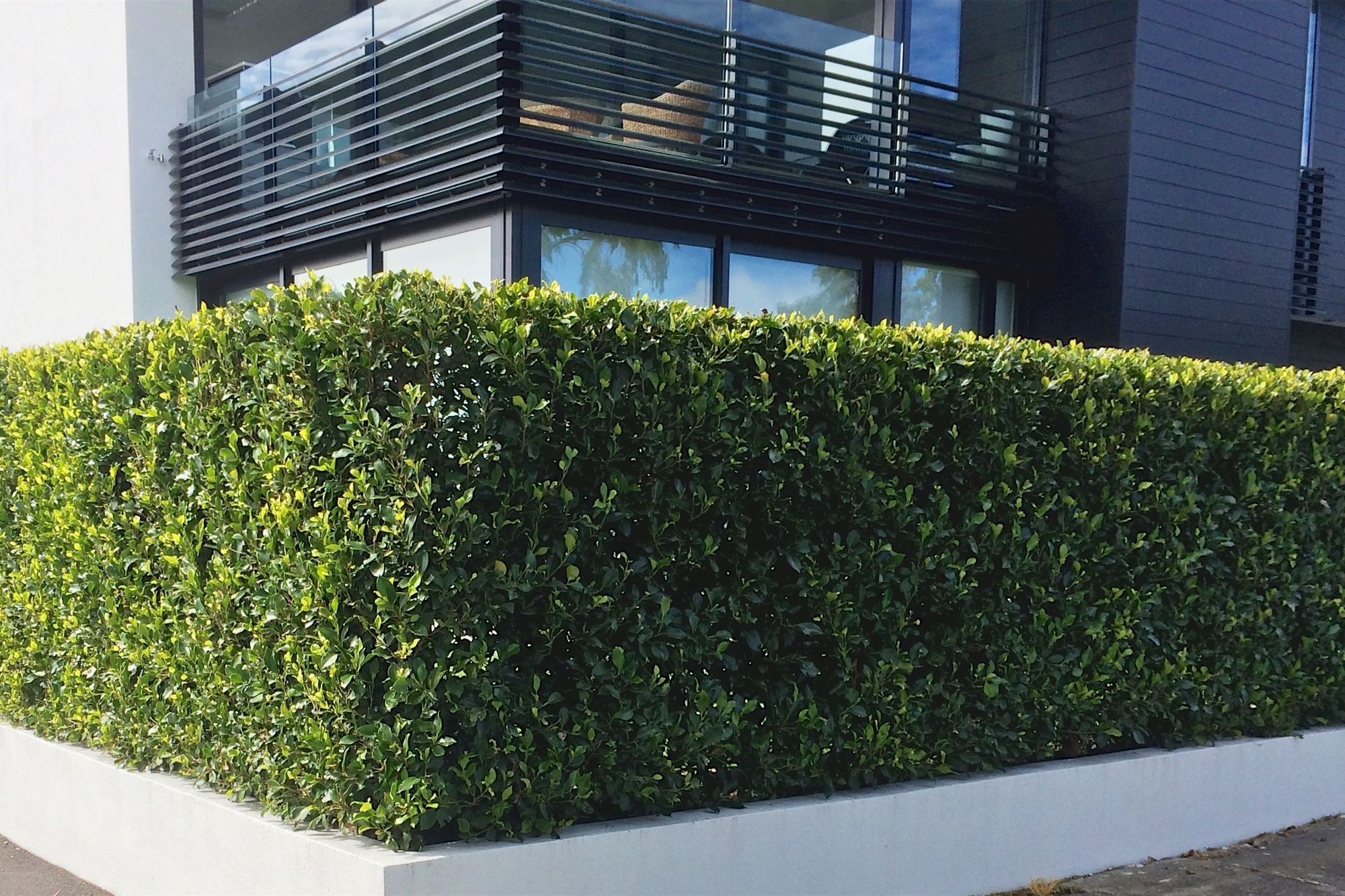 A stunning instant hedge provides both immediate privacy and softening of the hardscape for this high-profile, corner site.