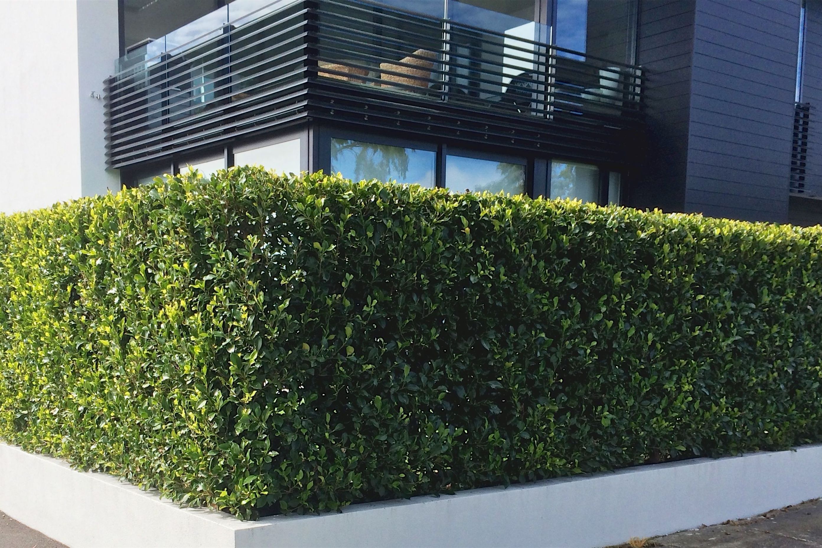 A stunning instant hedge provides both immediate privacy and softening of the hardscape for this high-profile, corner site.