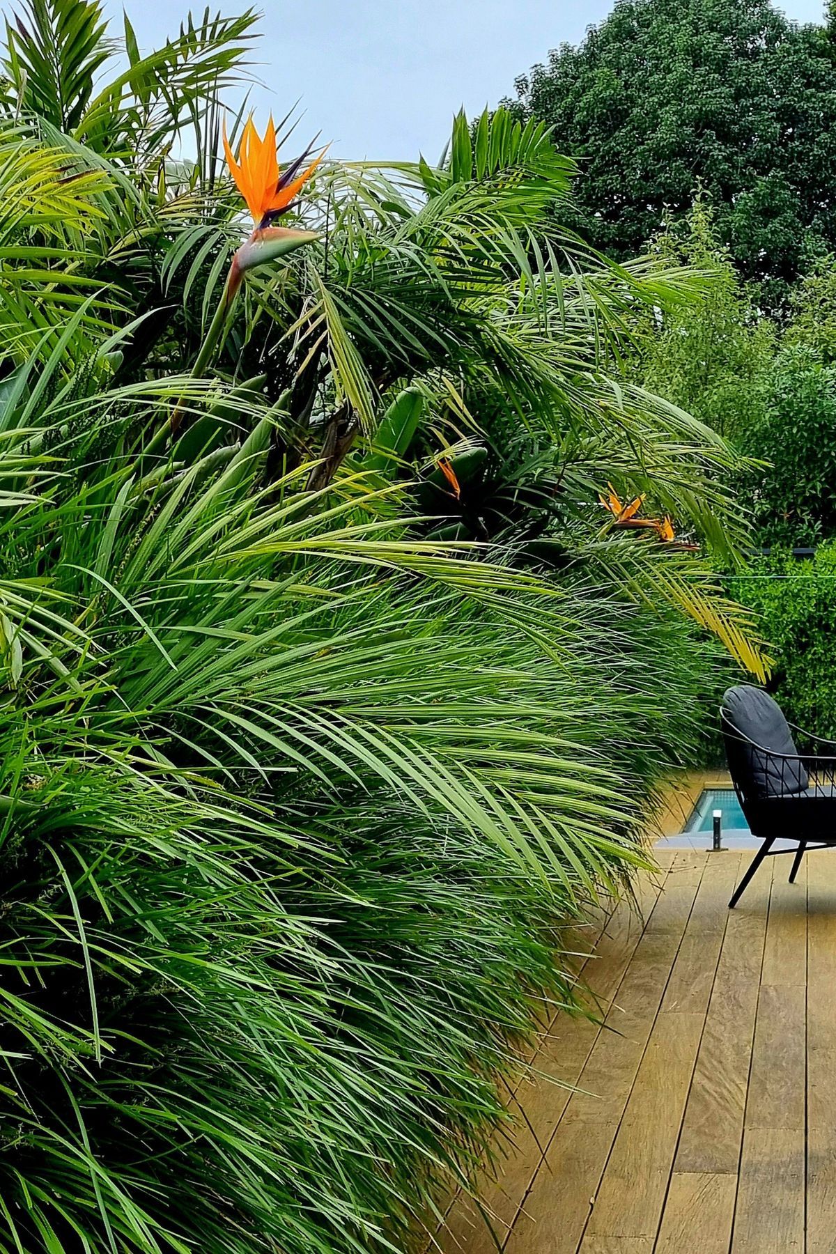 Mt Albert Garden