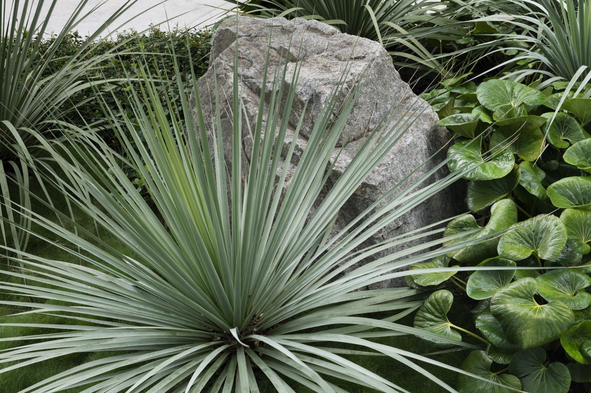 Urban Jungle