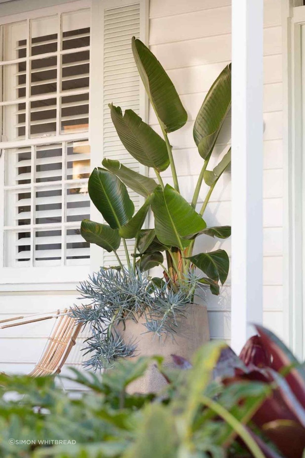 Rozelle - Garden 2