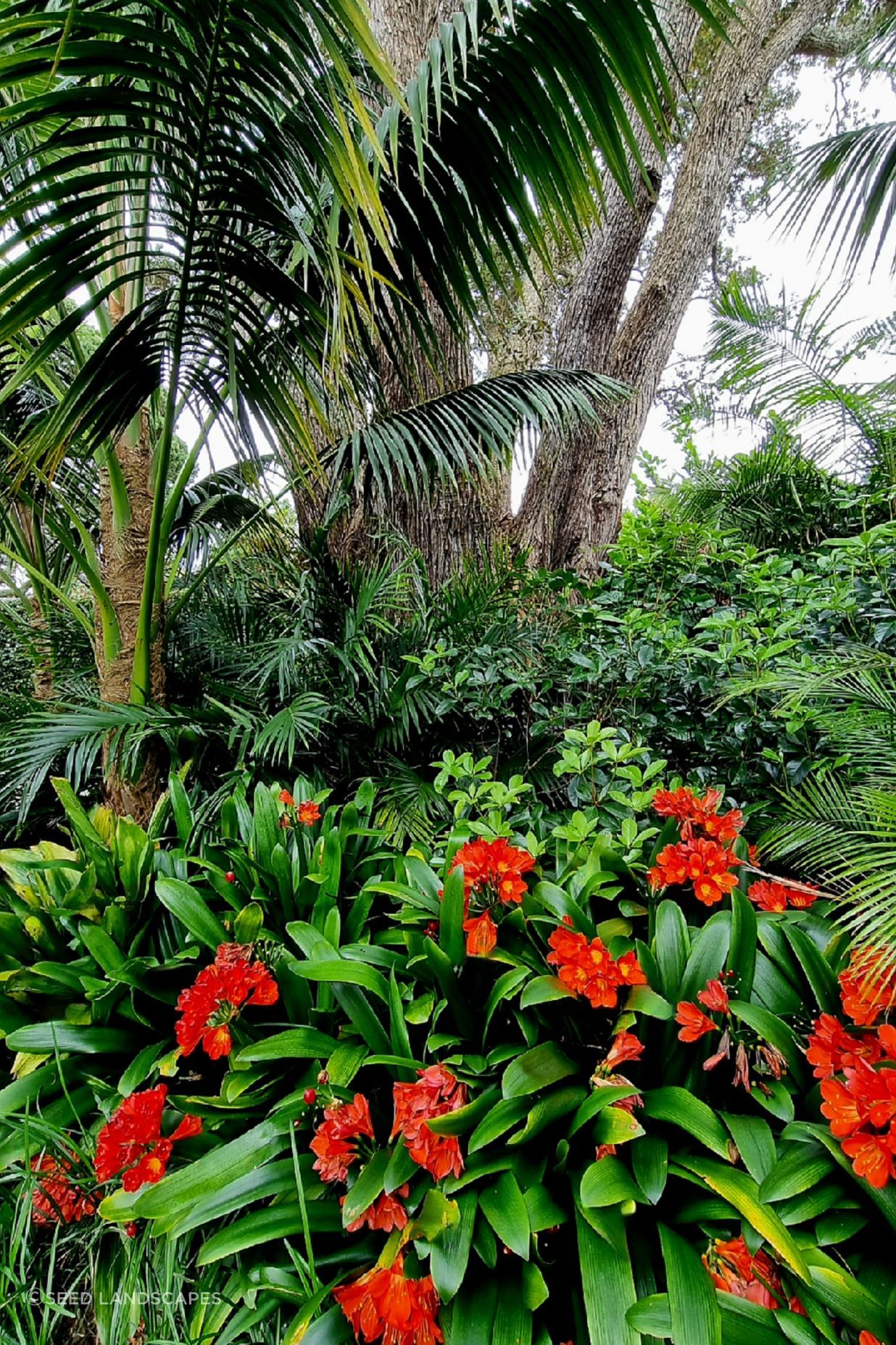 Mt Albert Garden