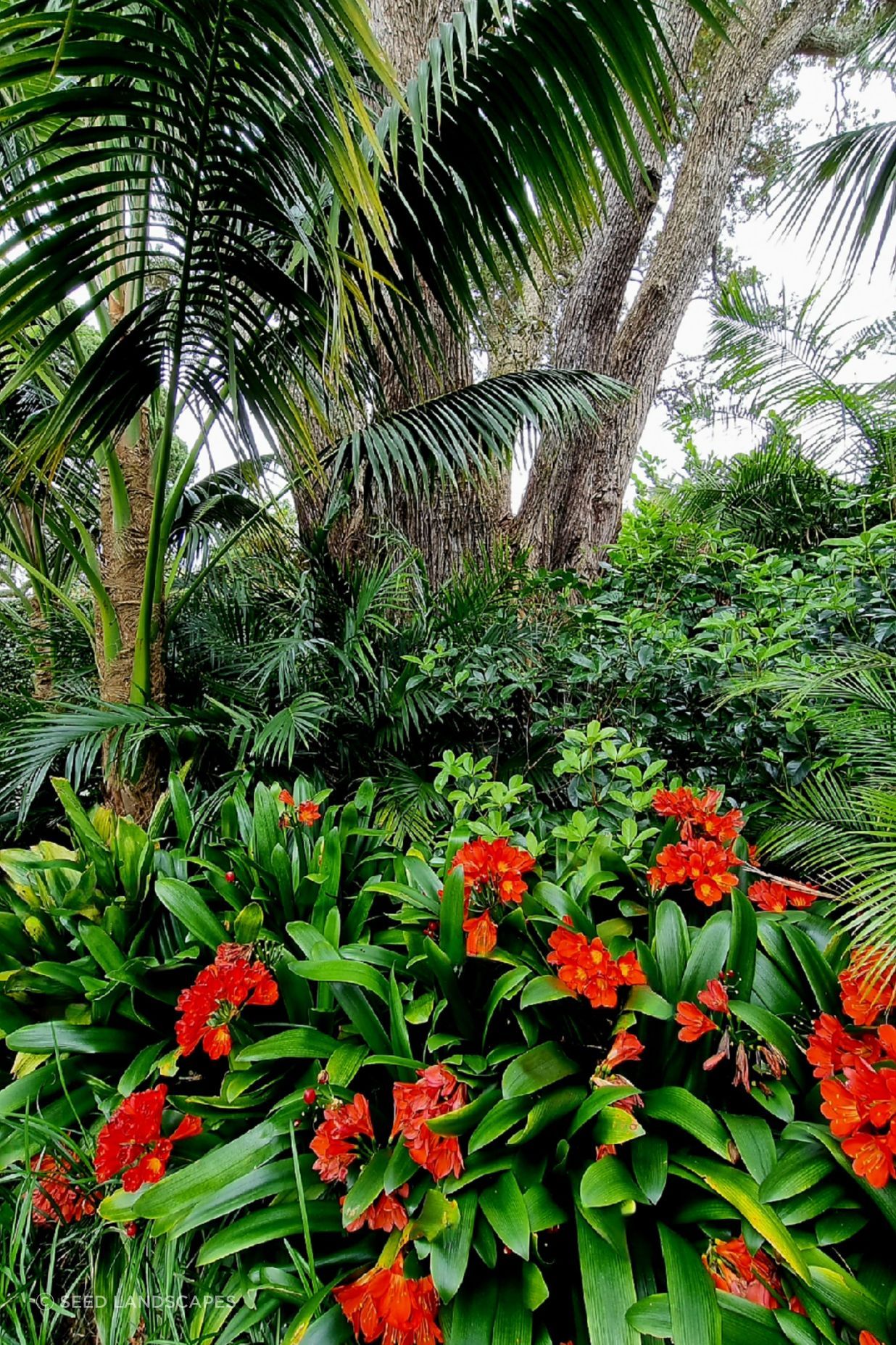 Mt Albert Garden