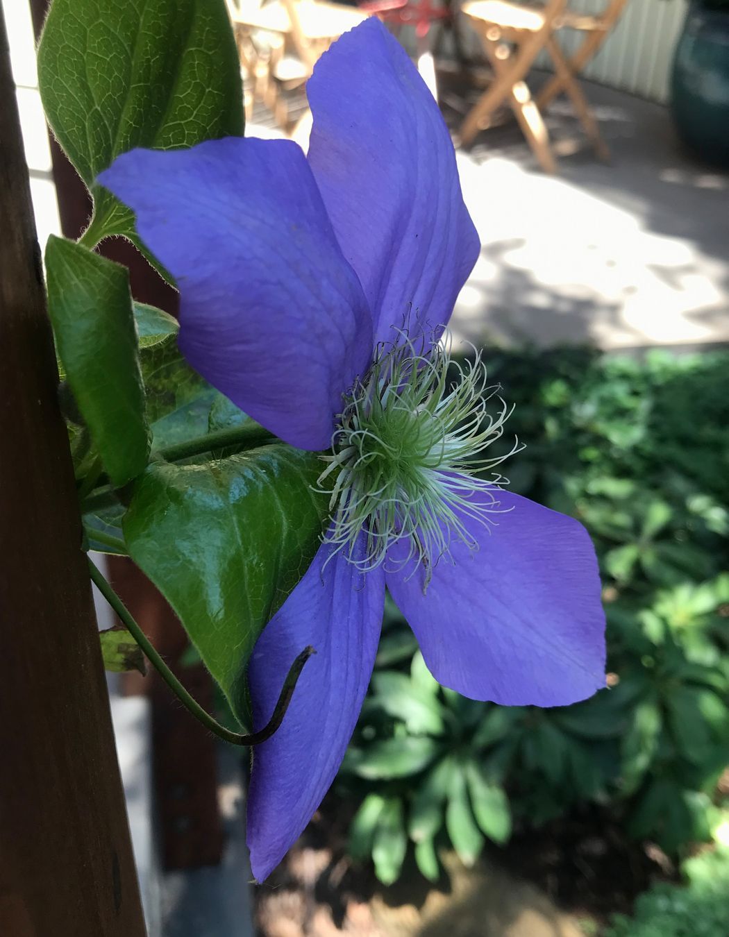 ##^^**&&'Welkin', Colourful Rooftop Terrace & 'Scarborough' Garden In Clifton Hill