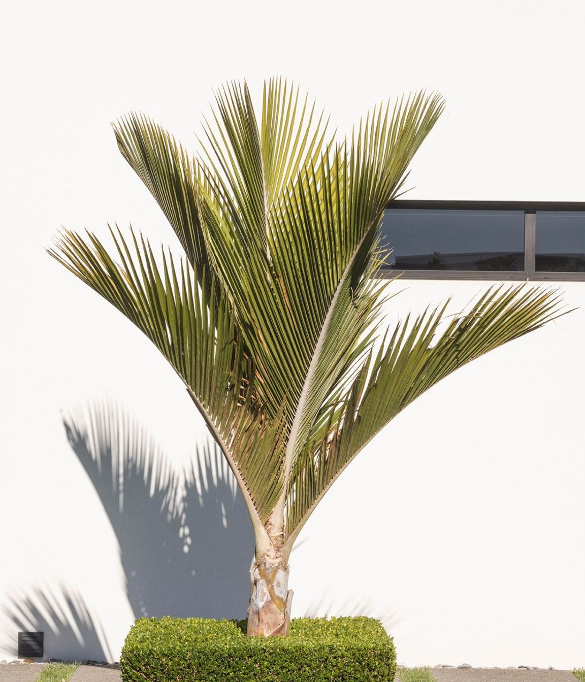 Remuera House I