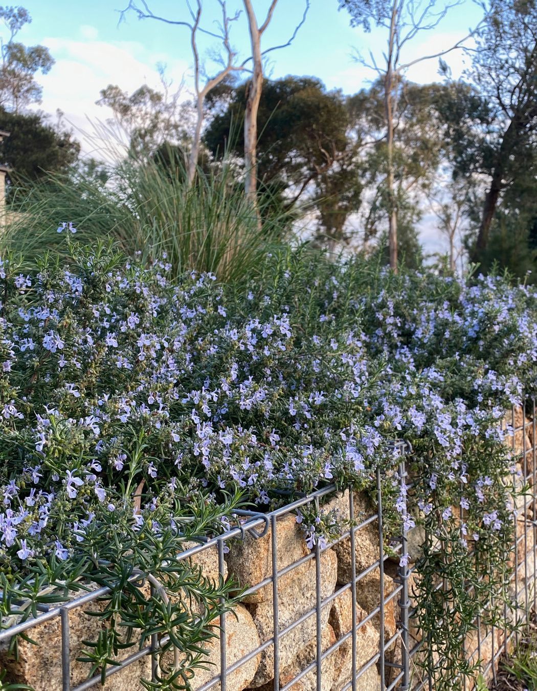 ##^^Mount Eliza Woodland Garden In Mount Eliza