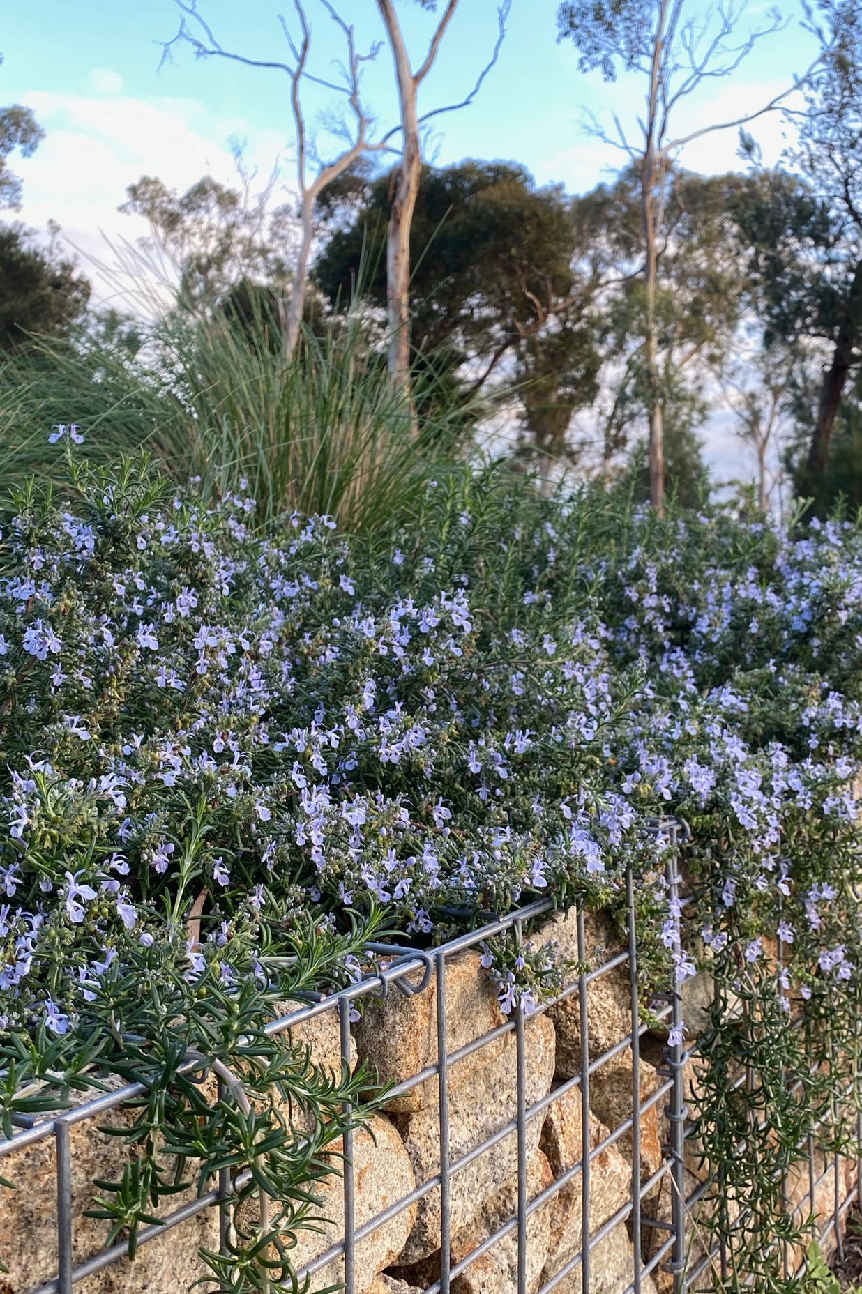 ##^^Mount Eliza Woodland Garden In Mount Eliza