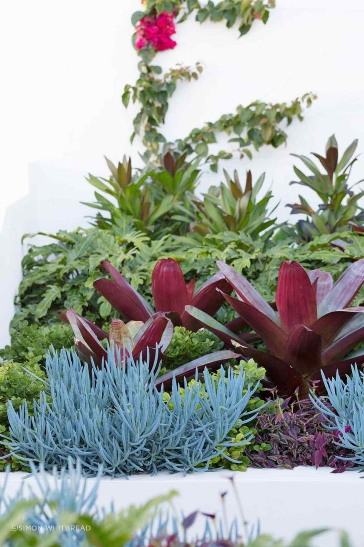 Rozelle - Garden 2