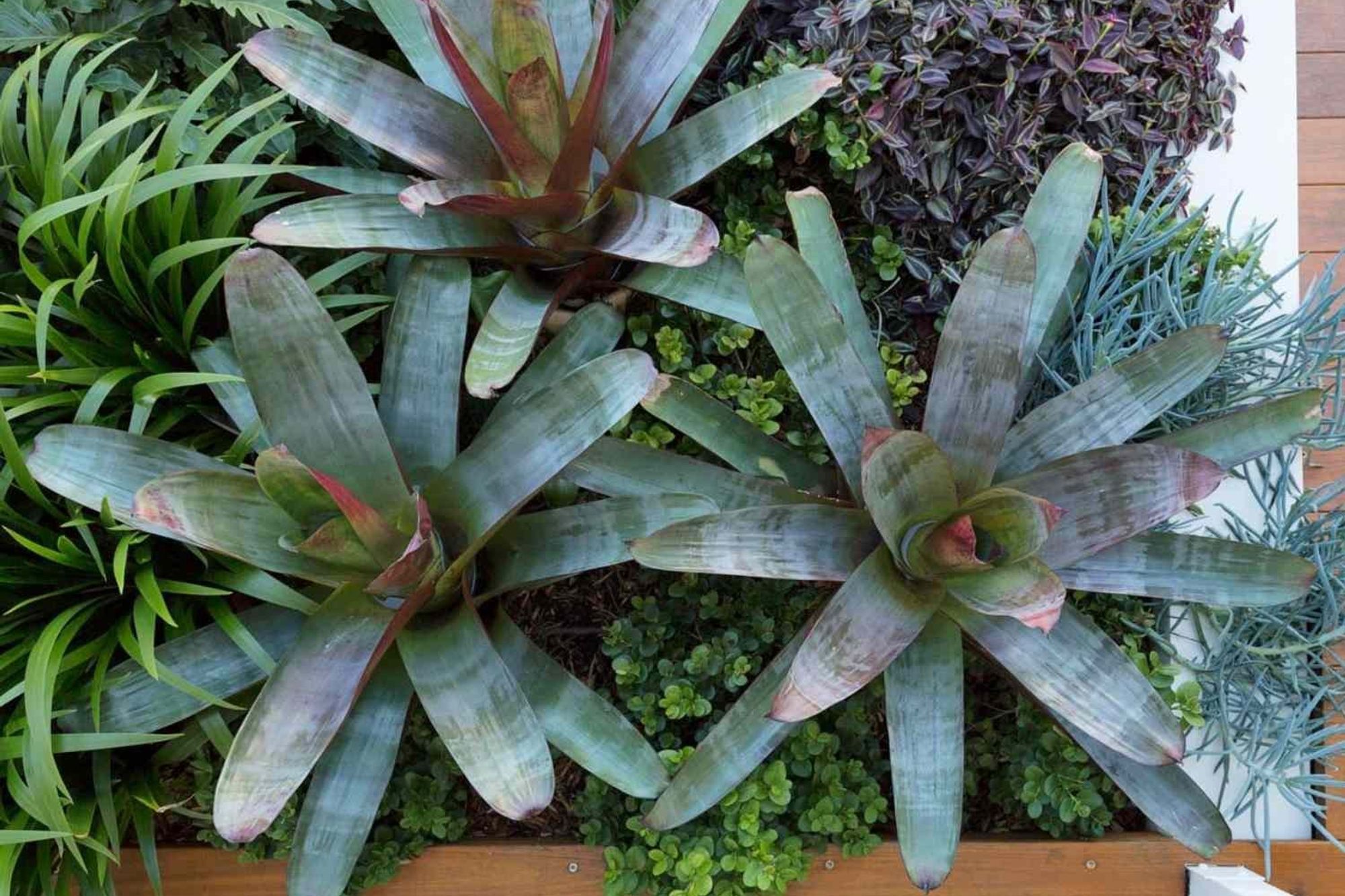 Rozelle - Garden 2