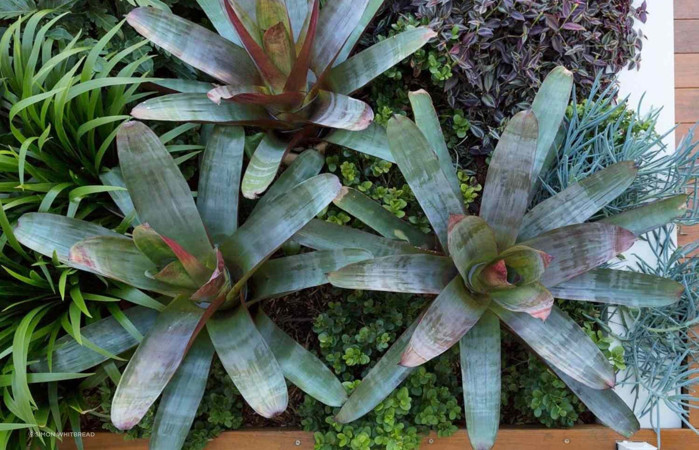Rozelle - Garden 2
