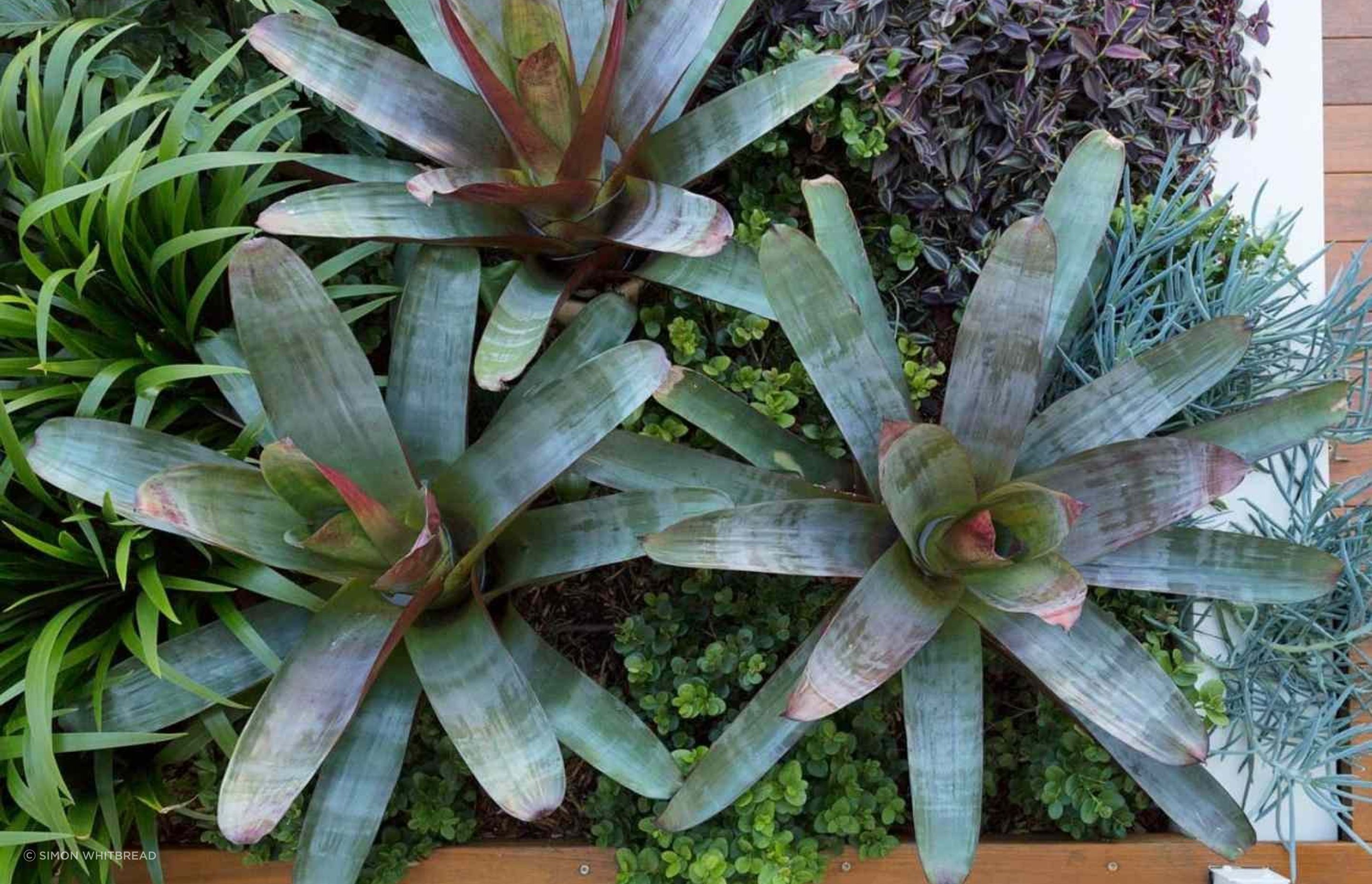 Rozelle - Garden 2