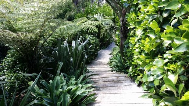 A narrow timber boardwalk winding through dense, lush tropical and subtropical planting, including tree ferns, palms, and broad-leaved foliage. The scene is a secluded landscaped garden walkway with strong natural enclosure and dappled light.