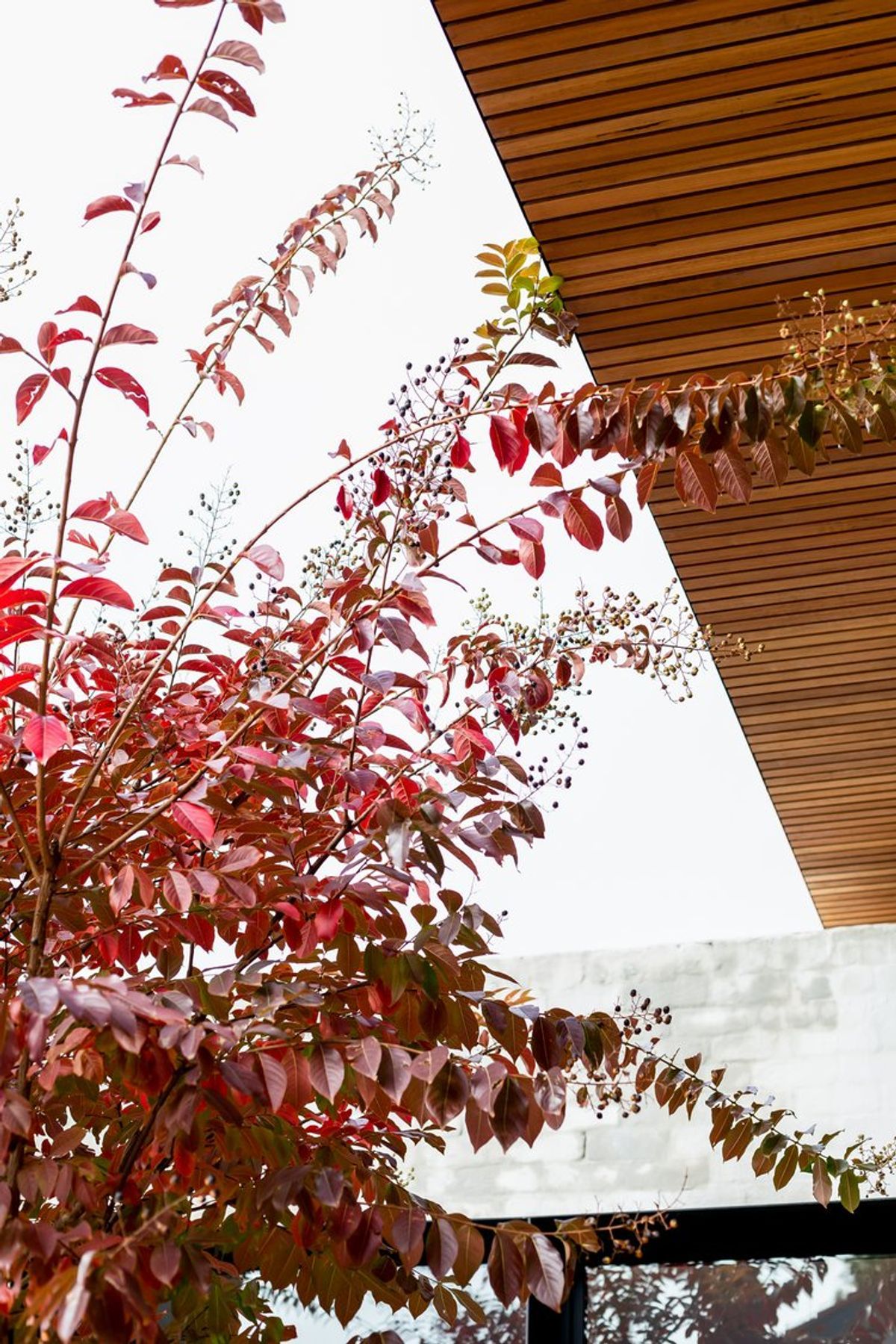 Crepe Myrtle Garden